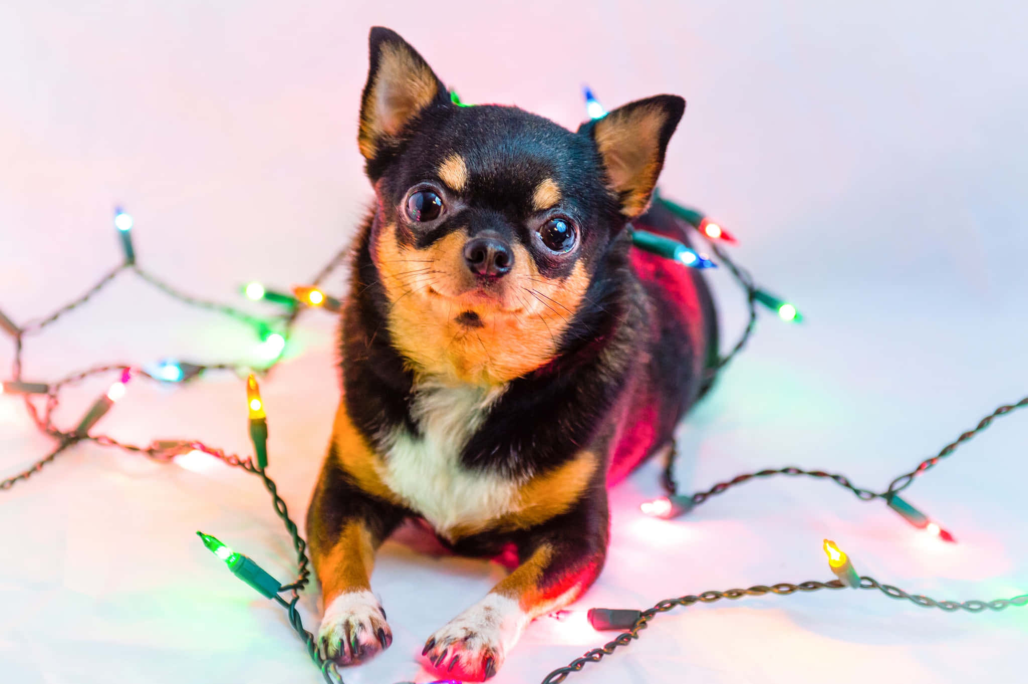Musta chihuahua leikkimässä jouluvaloilla Taustakuvat
