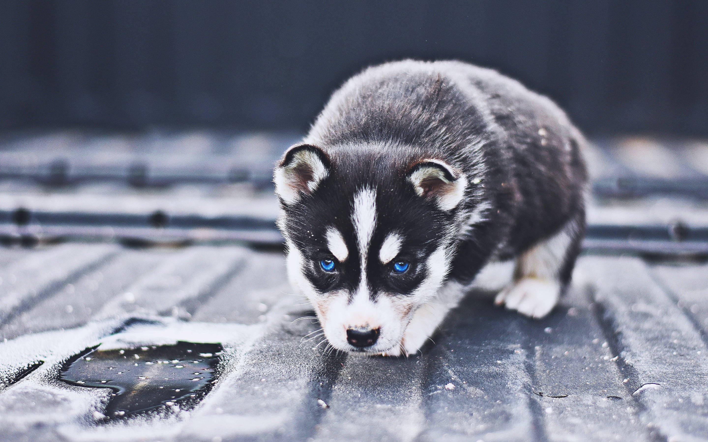 Musta huskynpentu kyyristyneenä Taustakuvat