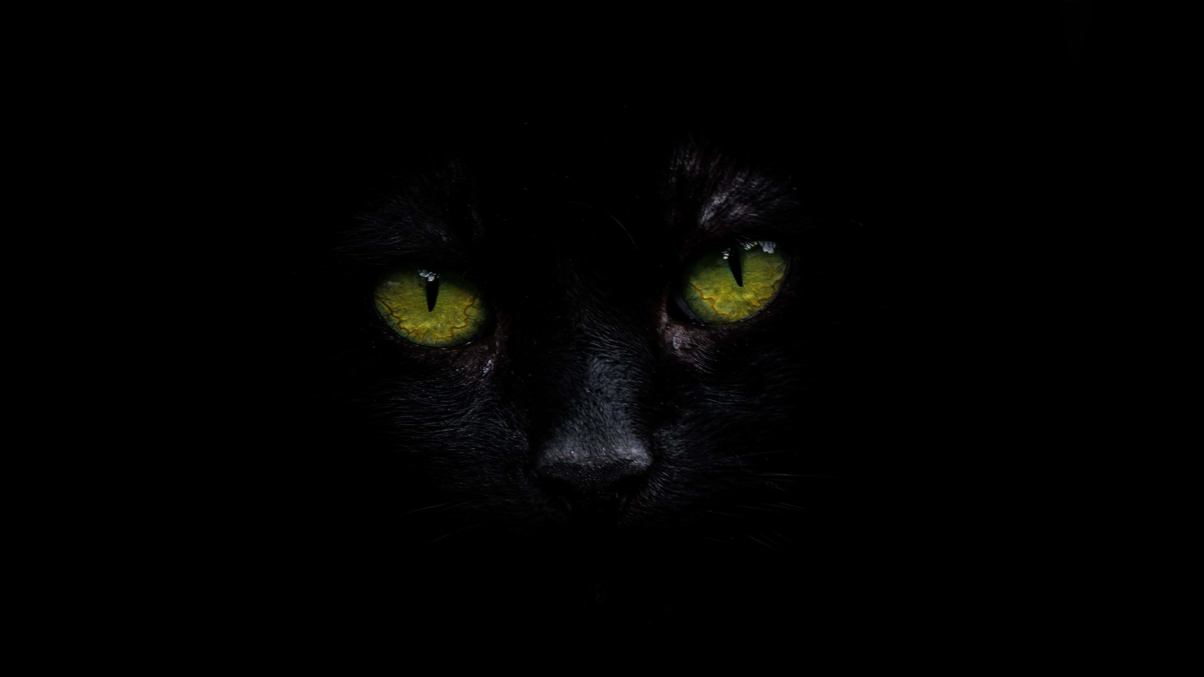 Musta kissa 4K OLED -taustakuva Taustakuvat