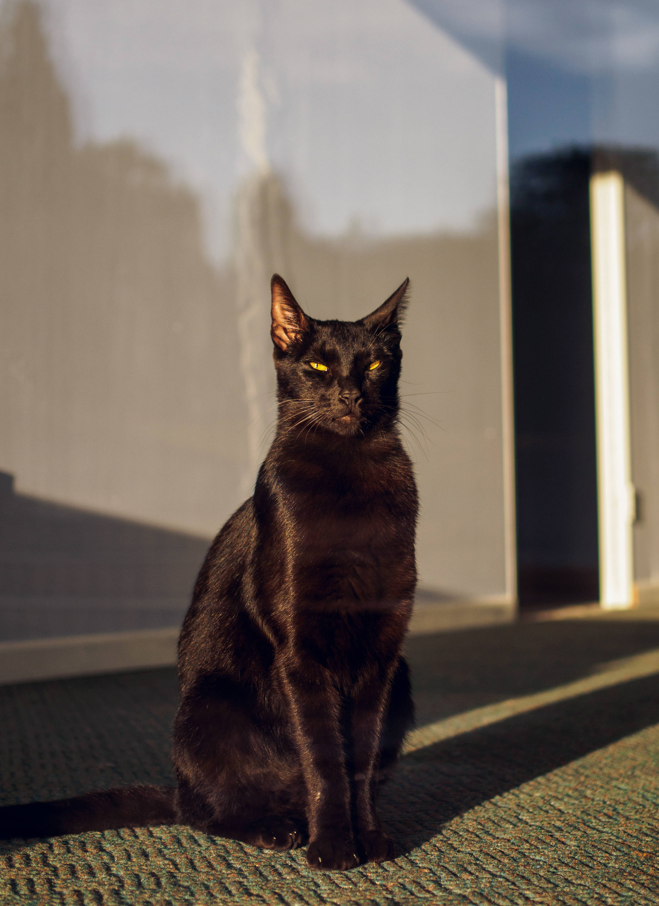 Musta kissa aurinkoisella ikkunalla Taustakuvat