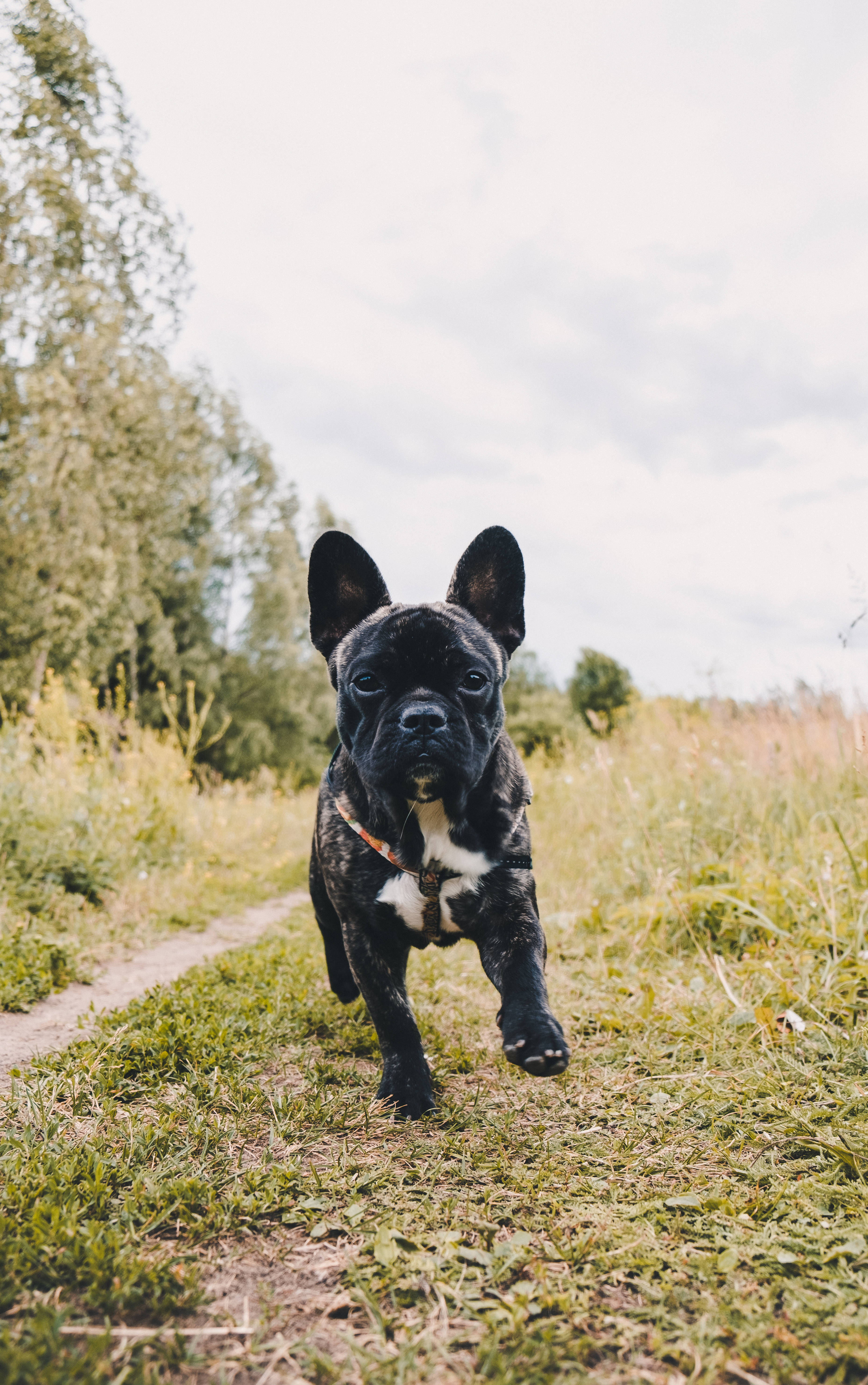 Musta ranskanbulldoggi pentu juoksemassa Taustakuvat