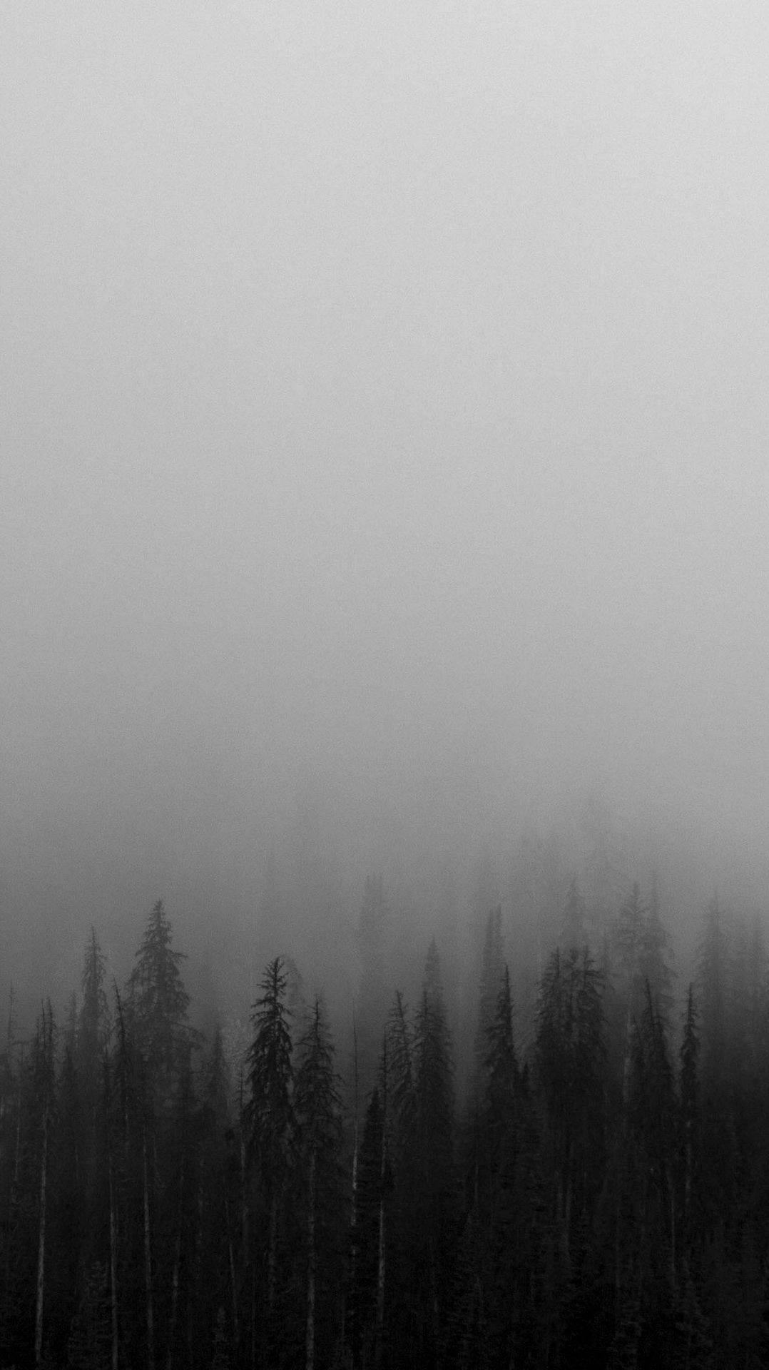 Musta valkoinen iPhone sumuinen metsä Taustakuvat