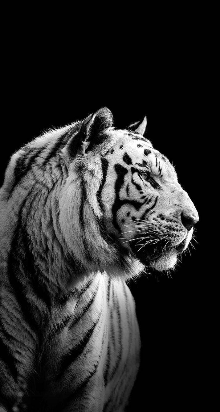 Mustavalkoinen Harimau Taustakuvat