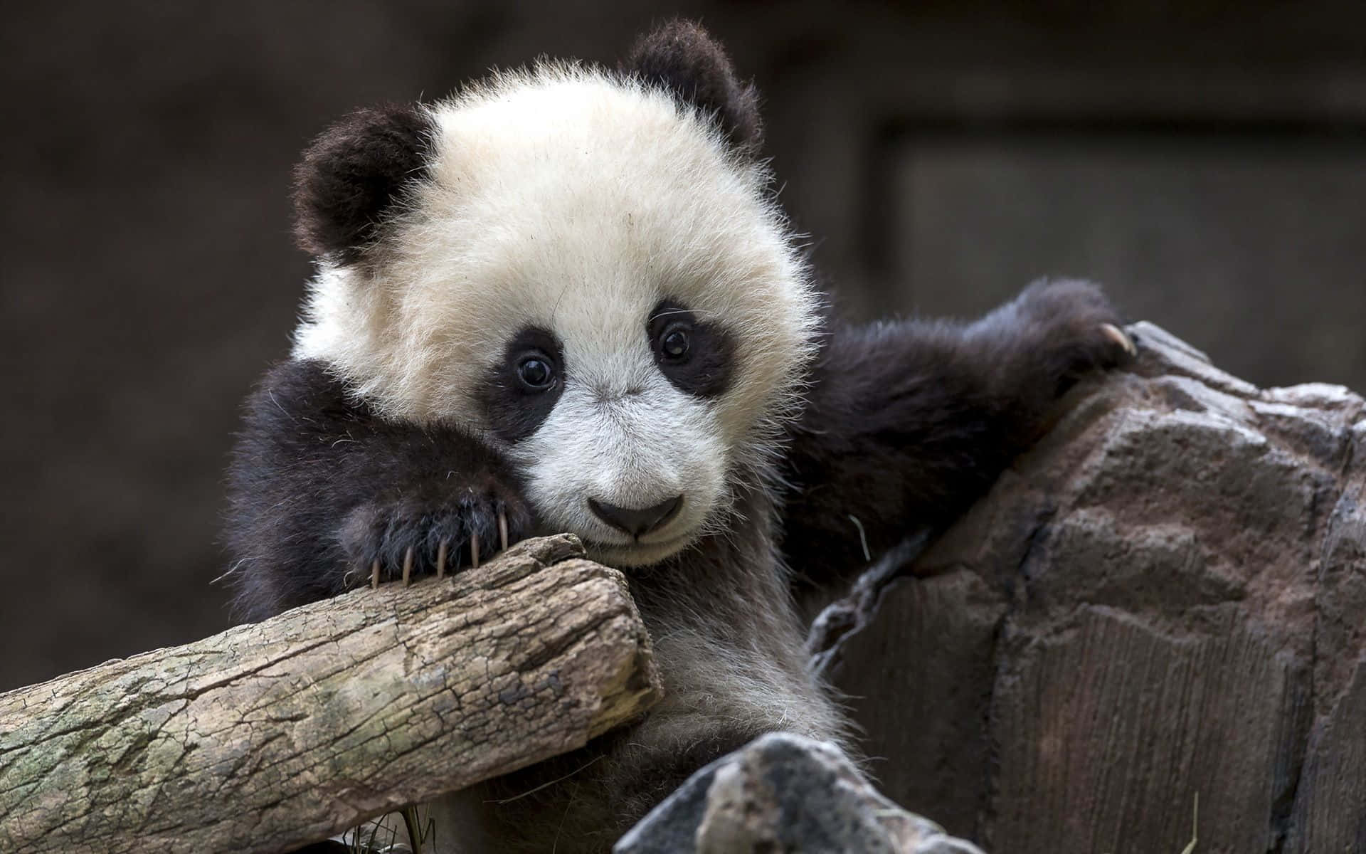 Mustavalkoinen pandakarhu kävelemässä luonnossa Taustakuvat