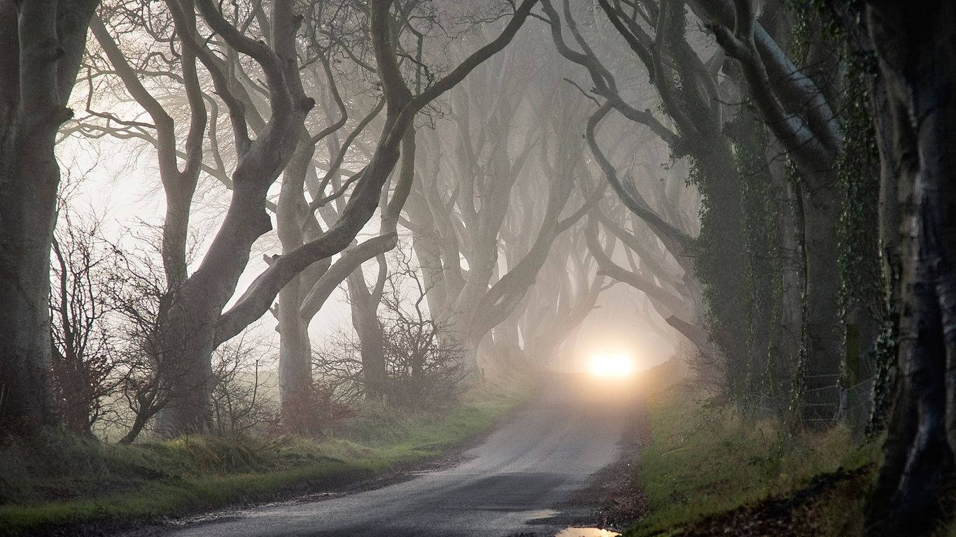 Mystery Dark Hedges - visuaalinen taide Taustakuvat