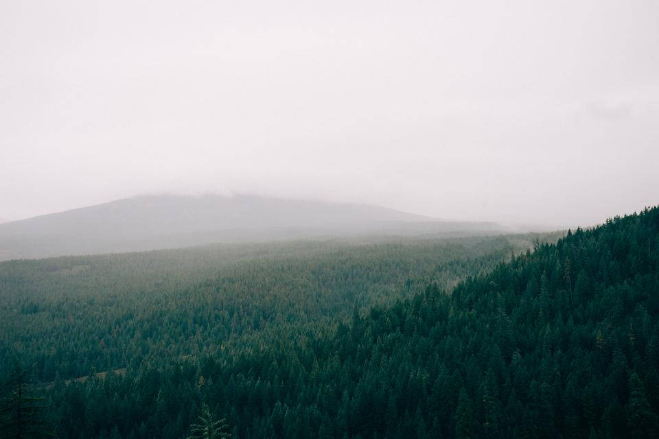 Mystinen sumuinen metsä aamunkoitteessa Taustakuvat