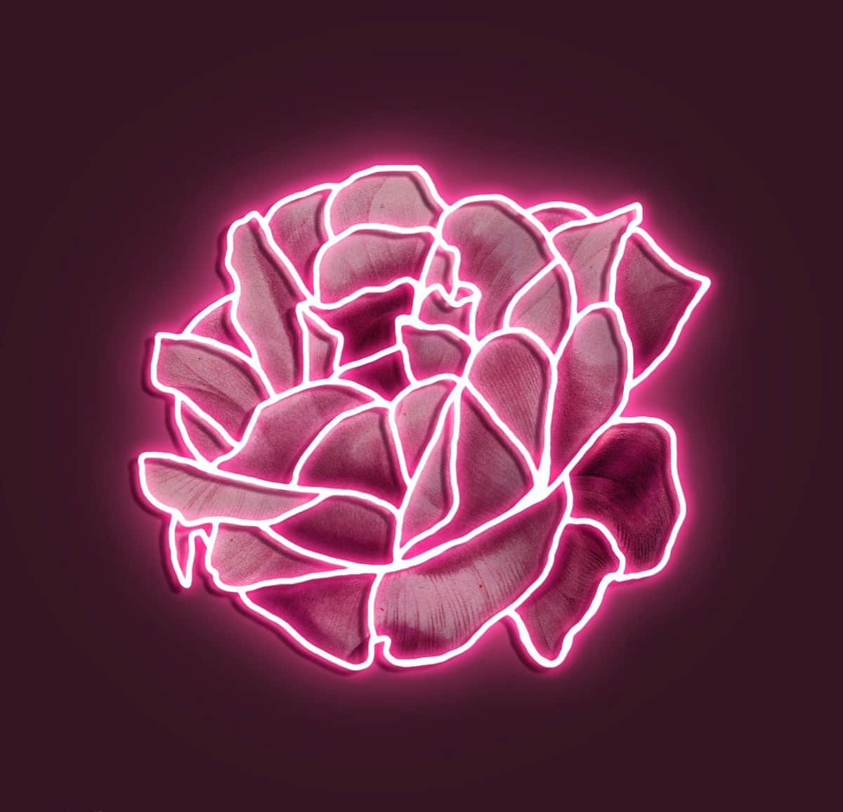 Nauti neonpinkin💗 kirkkaista viboista Taustakuvat