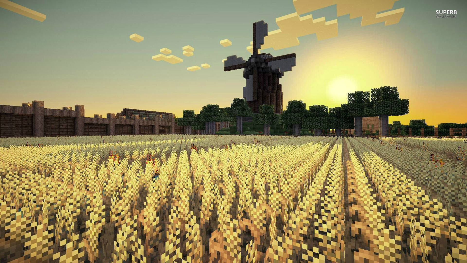 Minecraft-riisipelto aamuauringon noustessa -taustakuva