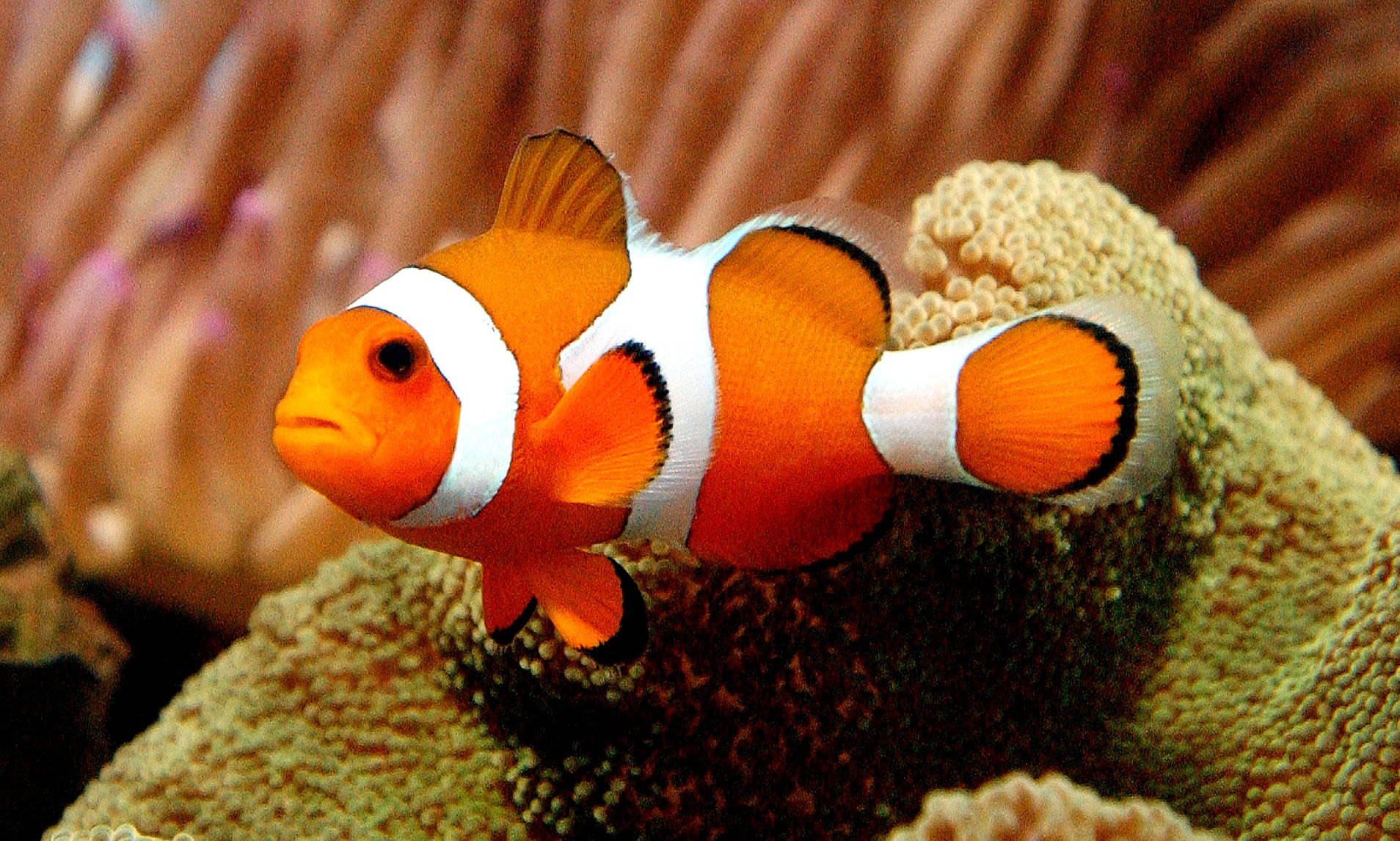 Nemo Cool Fish Koralliriutalla Taustakuvat
