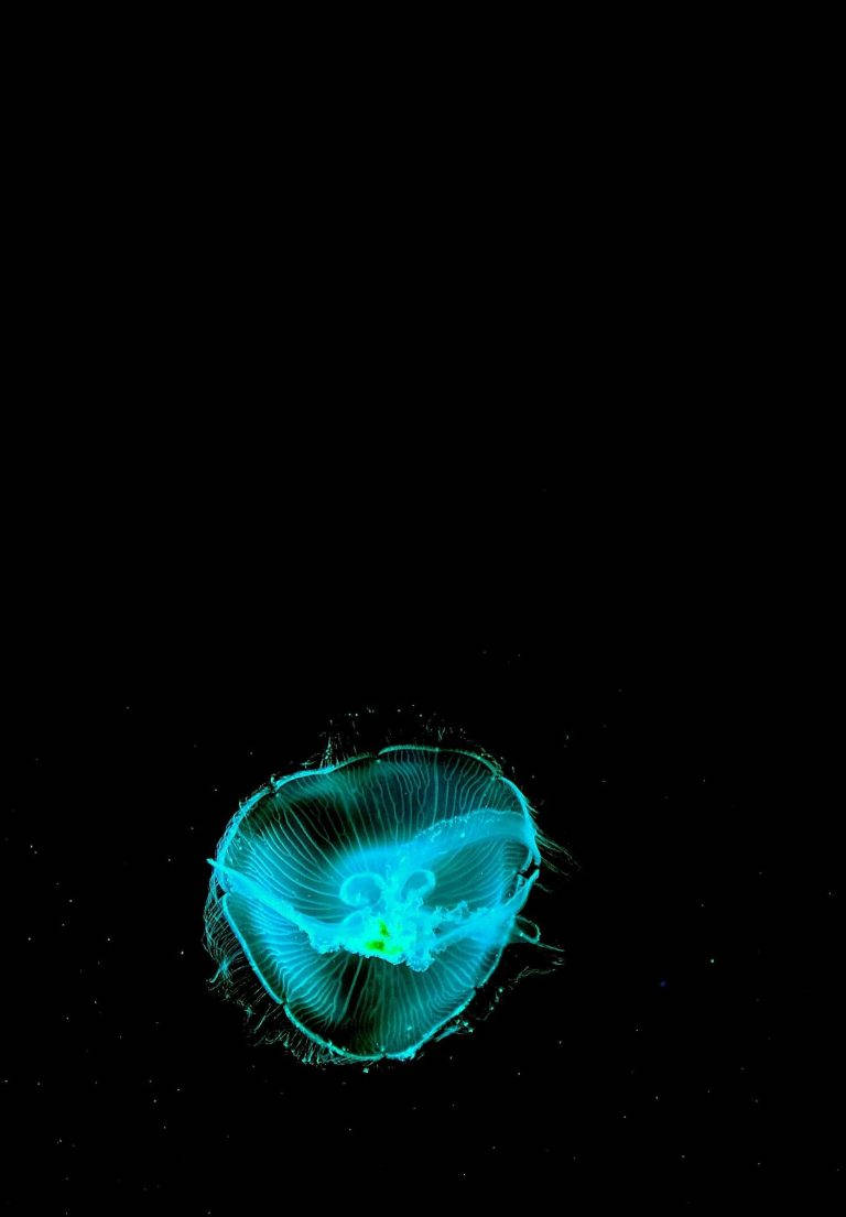Neon Syanoosi Meduusa iPad 2021 Taustakuvat