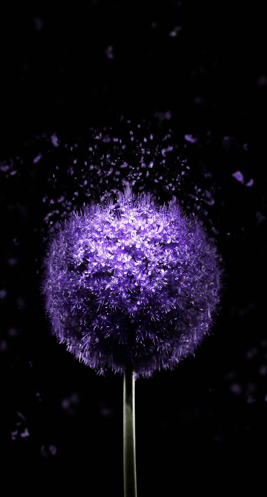 OLED Purppura Voikukka Taustakuvat