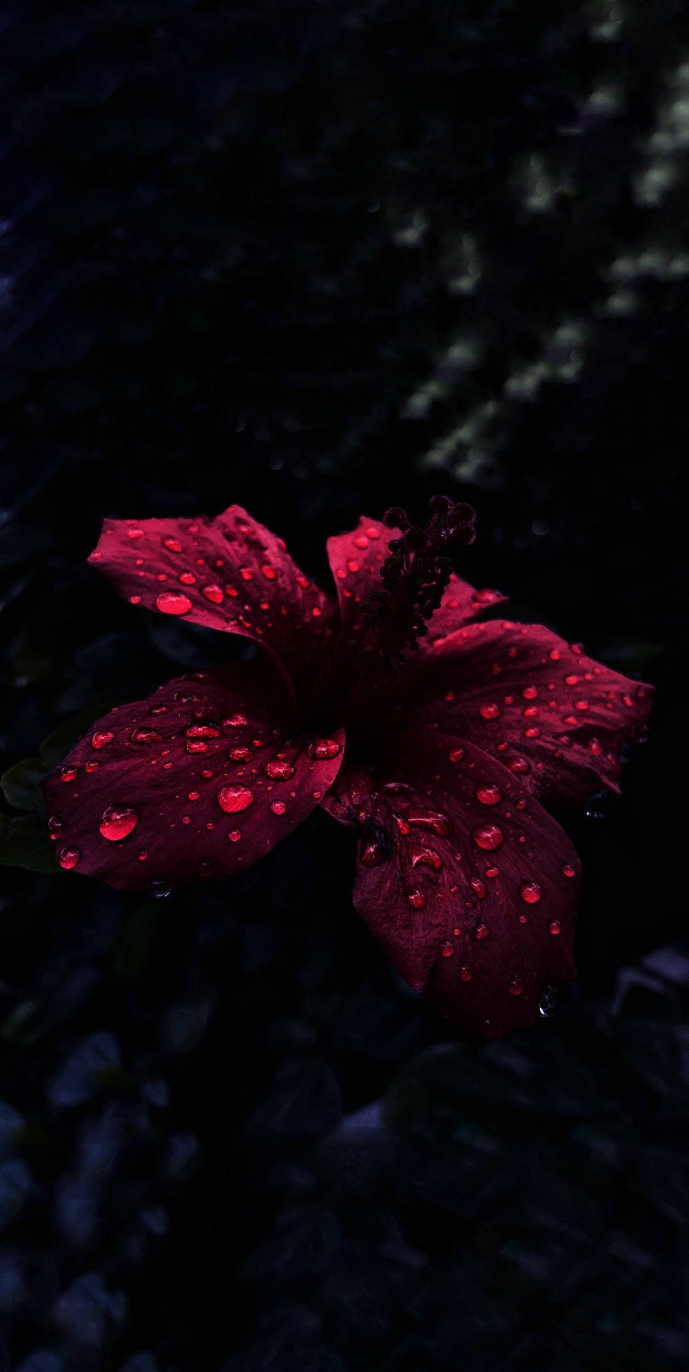 OLED Sadepisaroita Hibiskuksella Taustakuvat