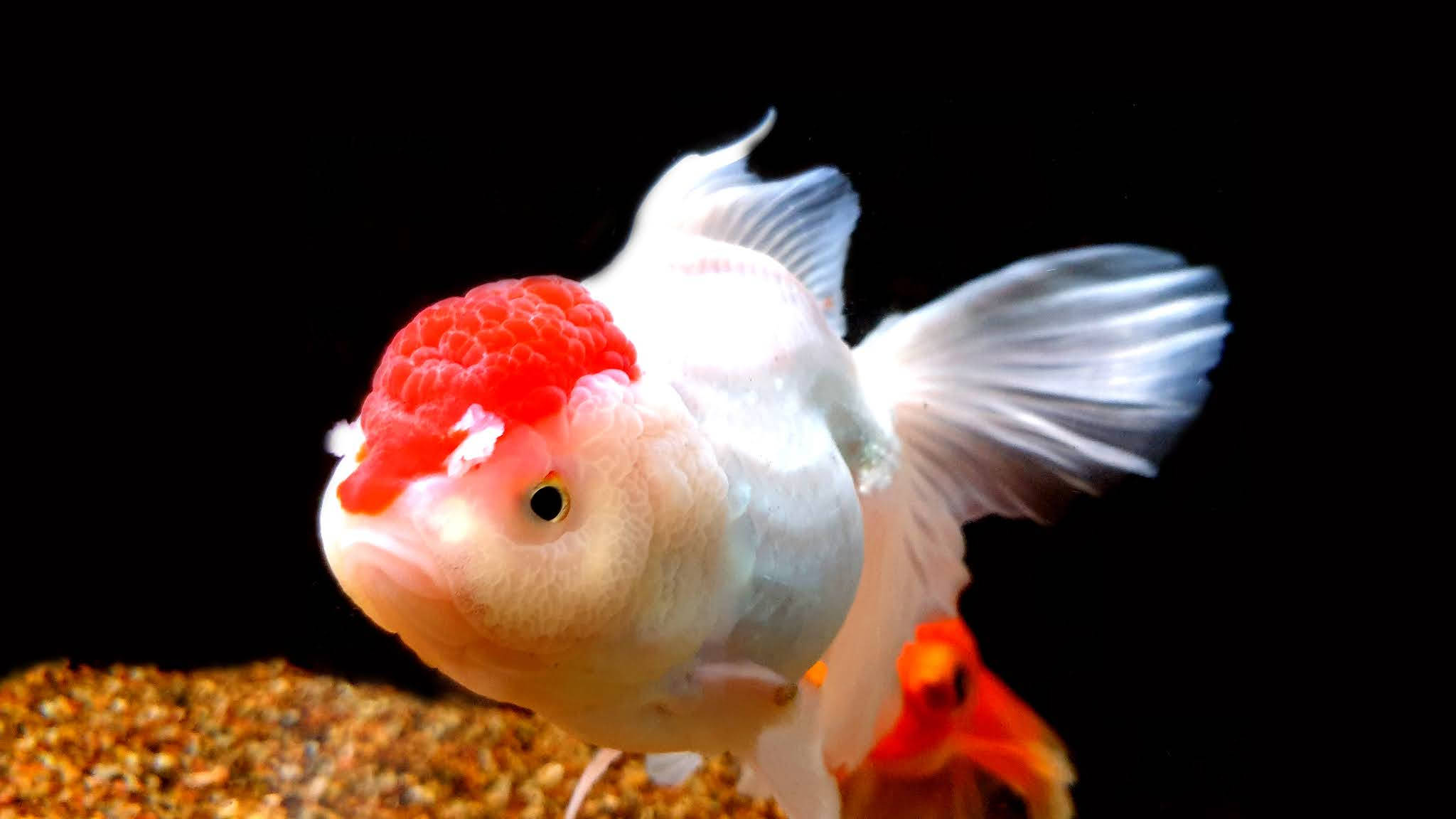 Oranda-kultakala Taustakuvat