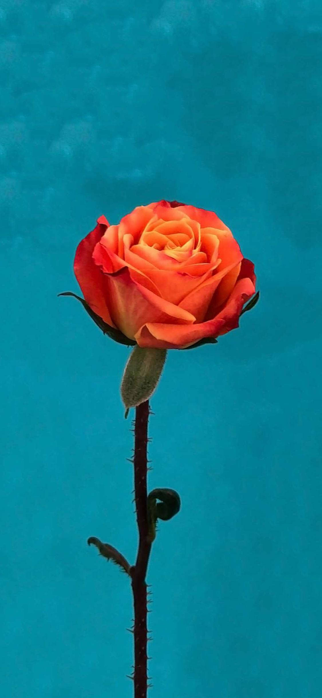Orange Rose Flower Apple Taustakuvat