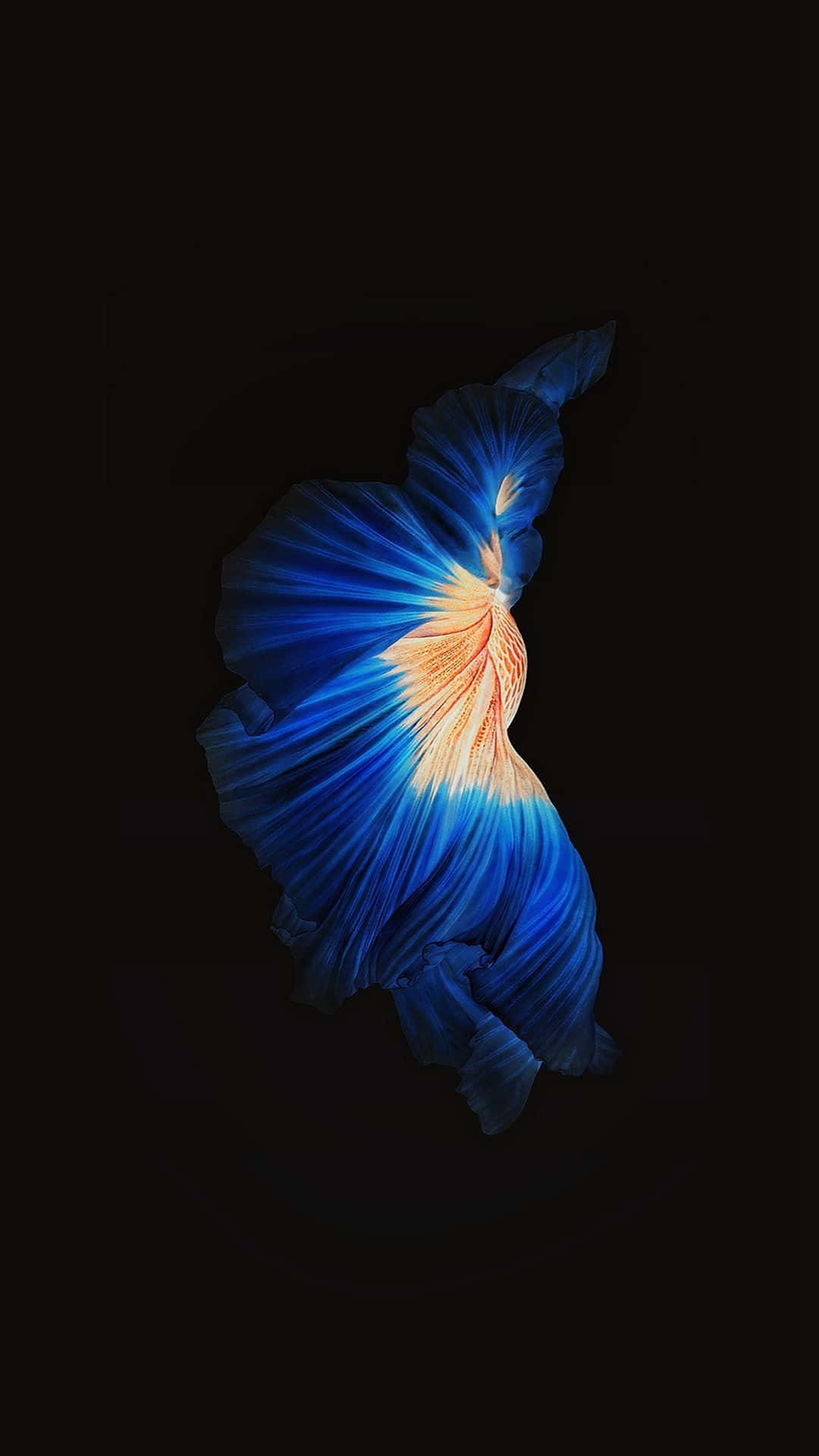 Oranssivartaloinen Siamese Fighting Fish iPhone 7 Plus Live Taustakuvat