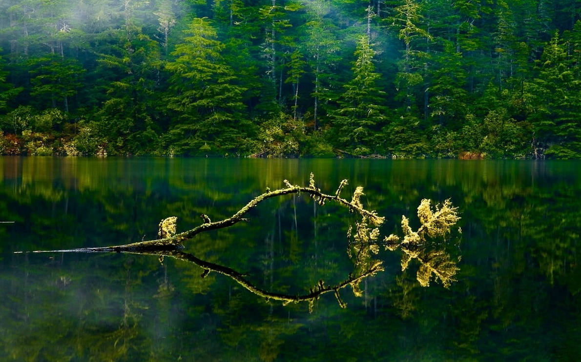 Oregonin Vihreä Järvimetsä Taustakuvat