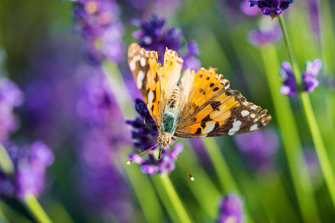 Painted Lady esteettinen perhonen Taustakuvat