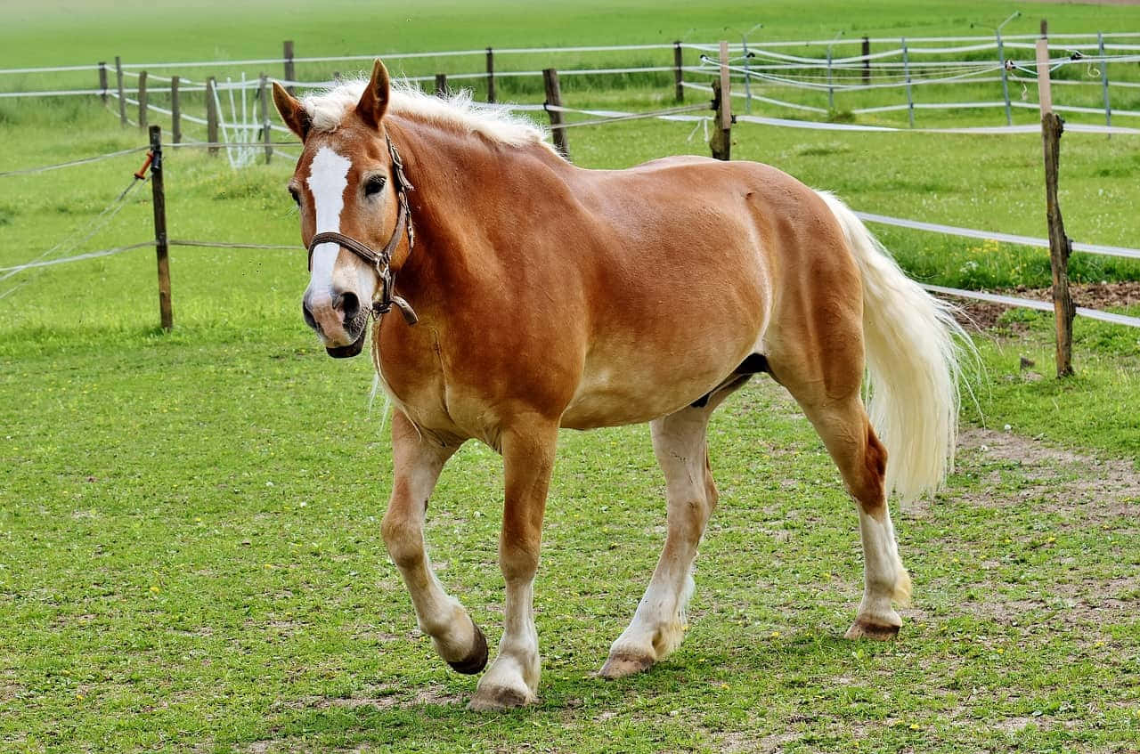 Palominohevoset Haflinger-rotu juoksemassa valokuvakuva Taustakuvat