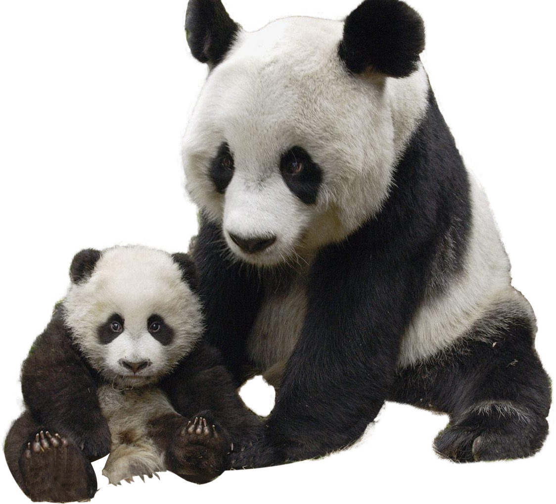 Panda ja pentu yhdessä Taustakuvat