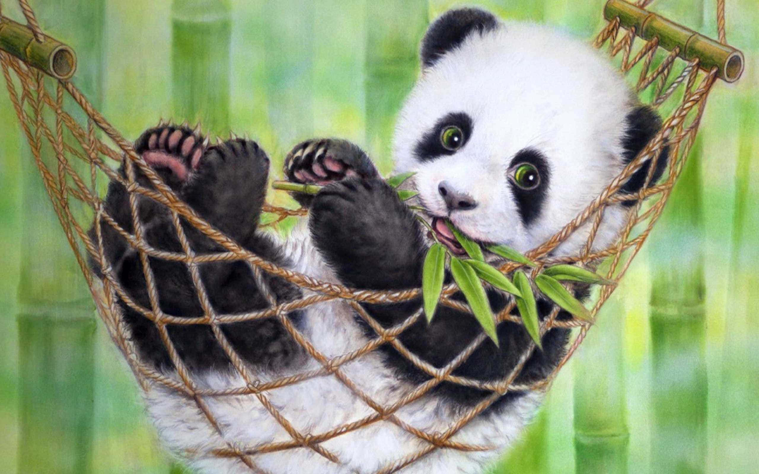 Panda läppärillä riippumatossa Taustakuvat