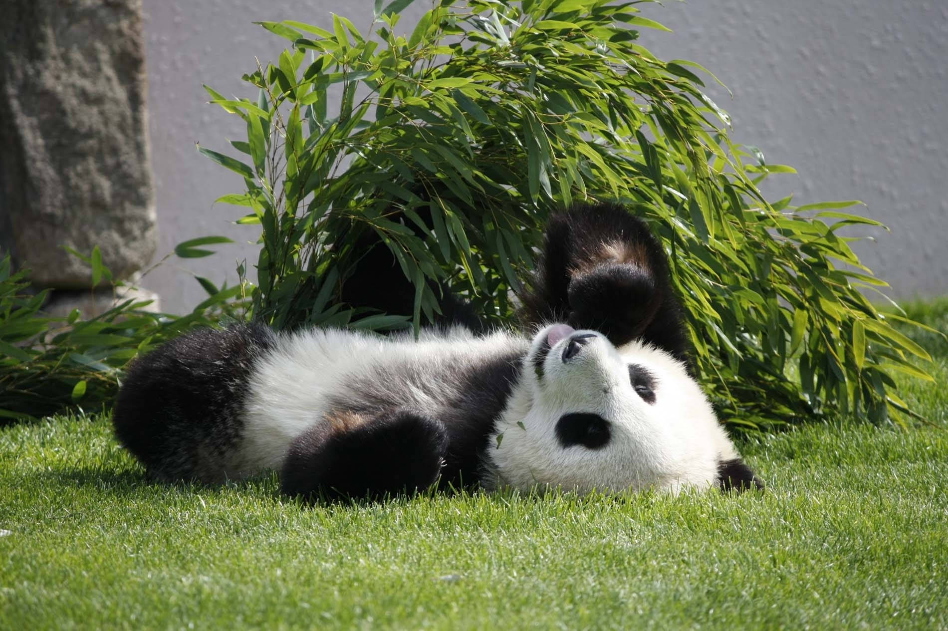 Panda makuullaan naamataulu ylöspäin Taustakuvat