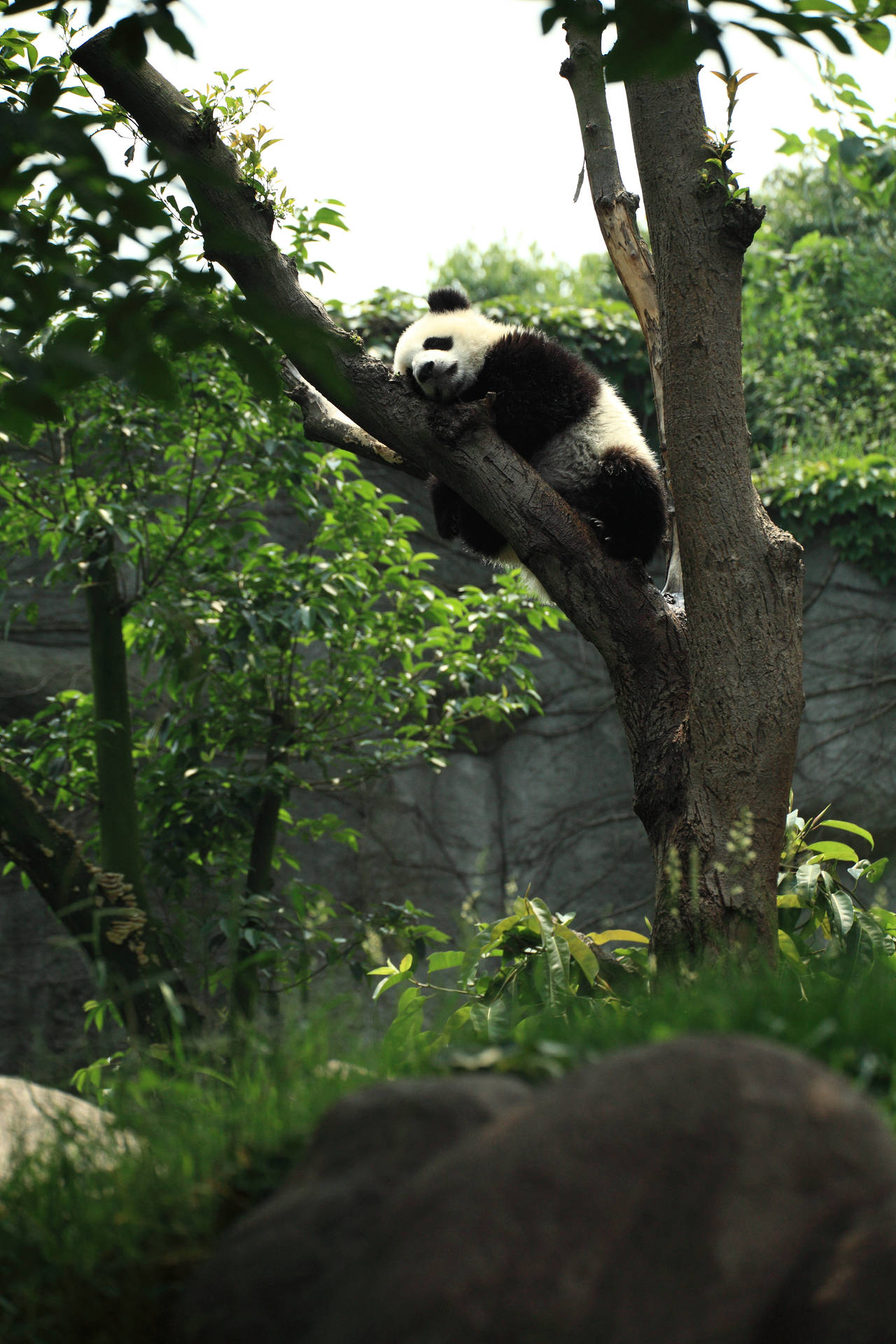 Rakastettava panda nukkumassa puun oksalla taustakuva
