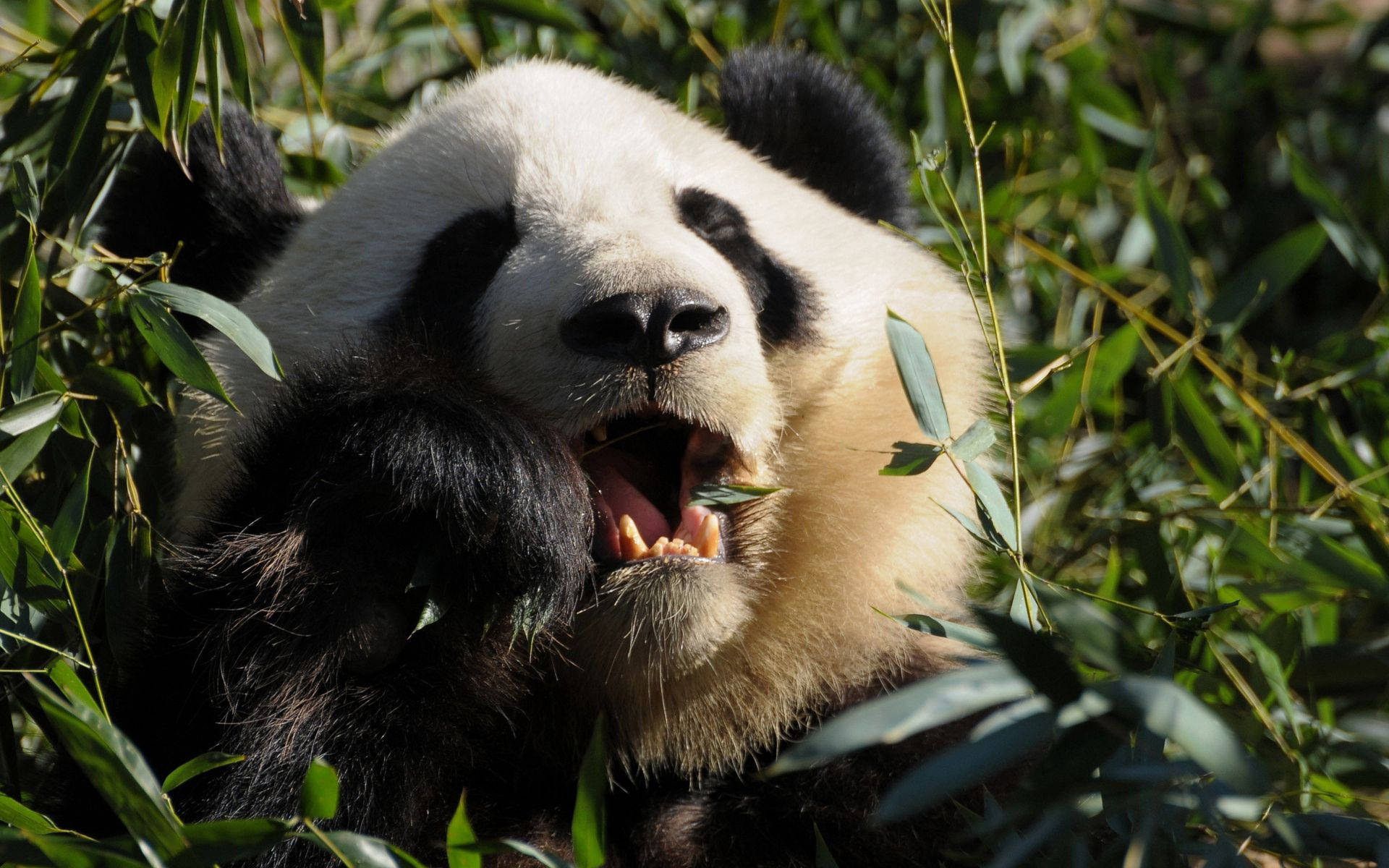 Panda pureskelemassa ruokaa lähikuva Taustakuvat