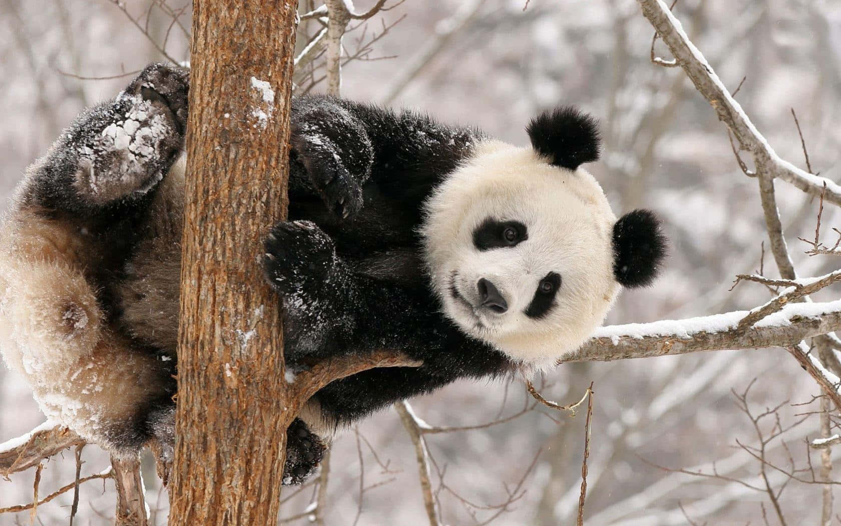 Panda puussa talvella kannettava tietokone Taustakuvat