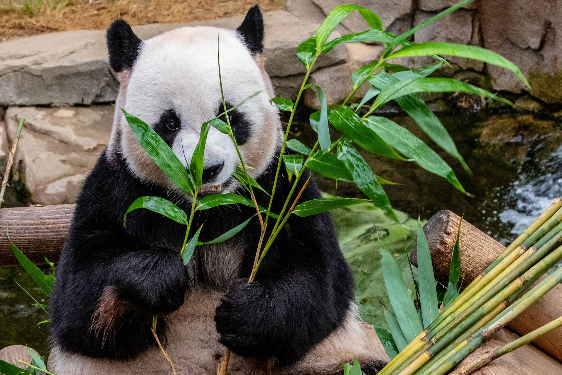 Panda syö bamburuohon oksia taustakuva.