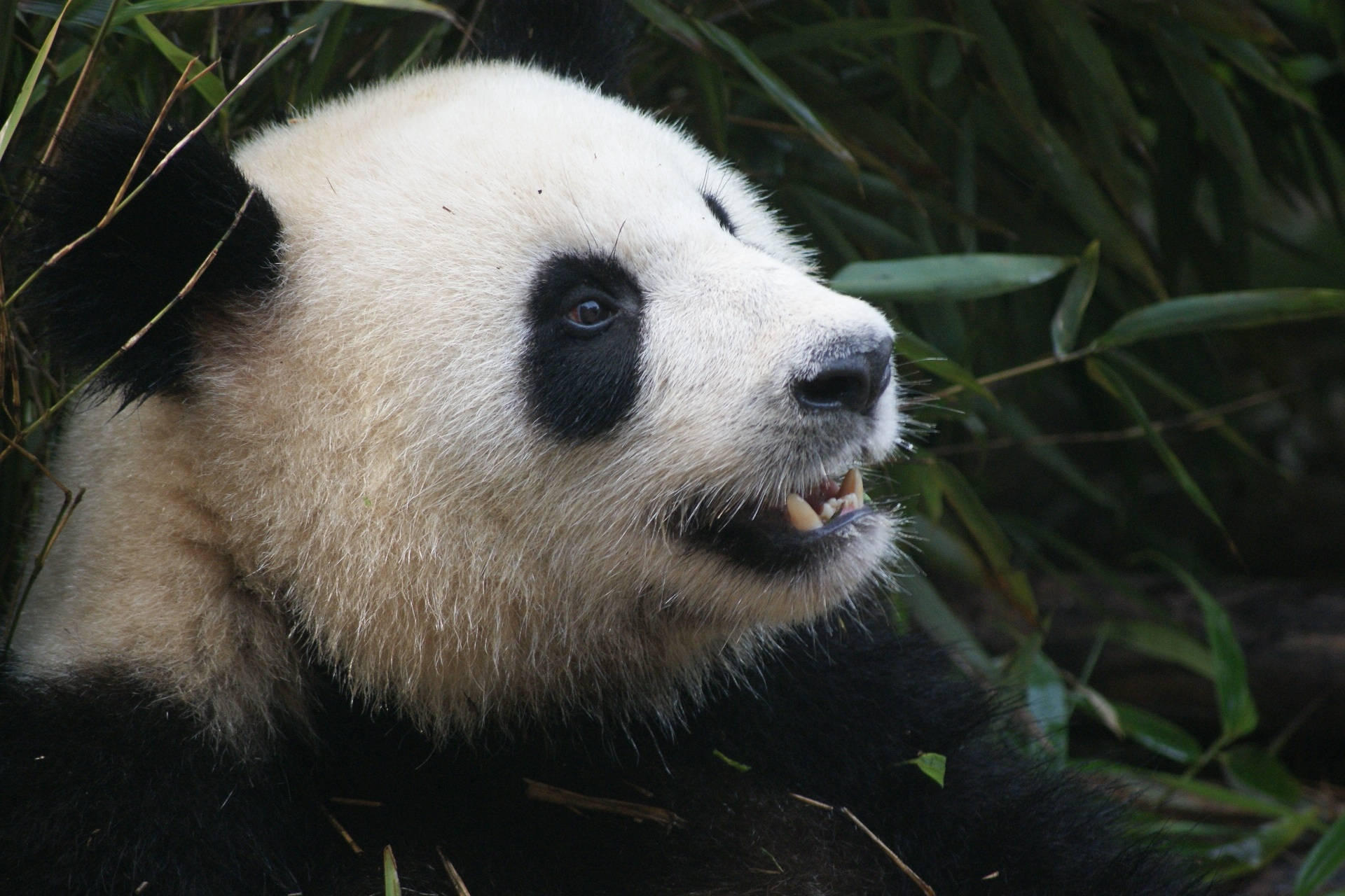 Panda terävät hampaat Taustakuvat