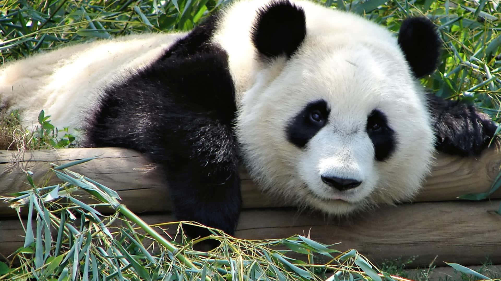 pandakarhu makaamassa puunrungolla Taustakuvat