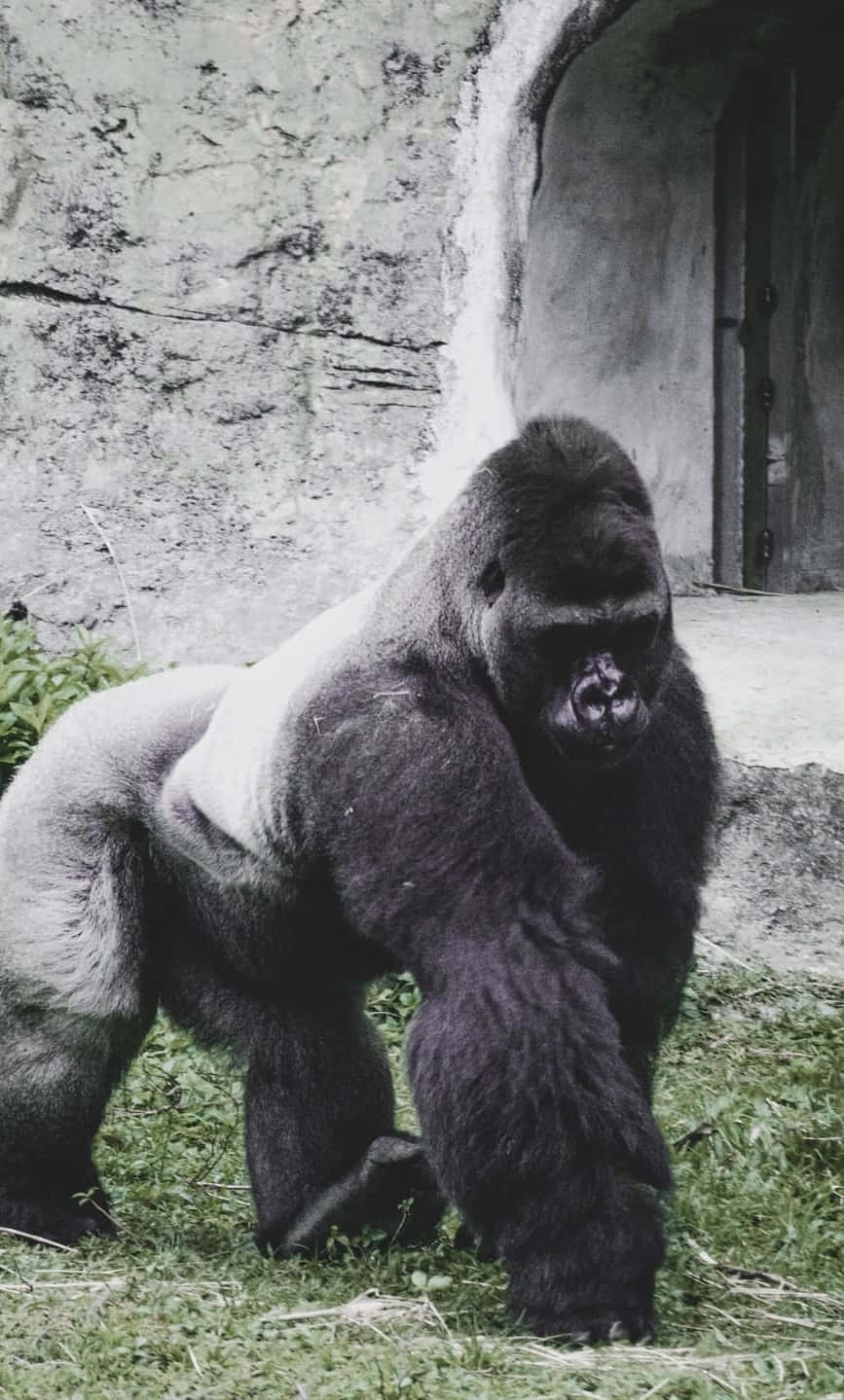 Paras gorilla betonitaustaa vasten Taustakuvat