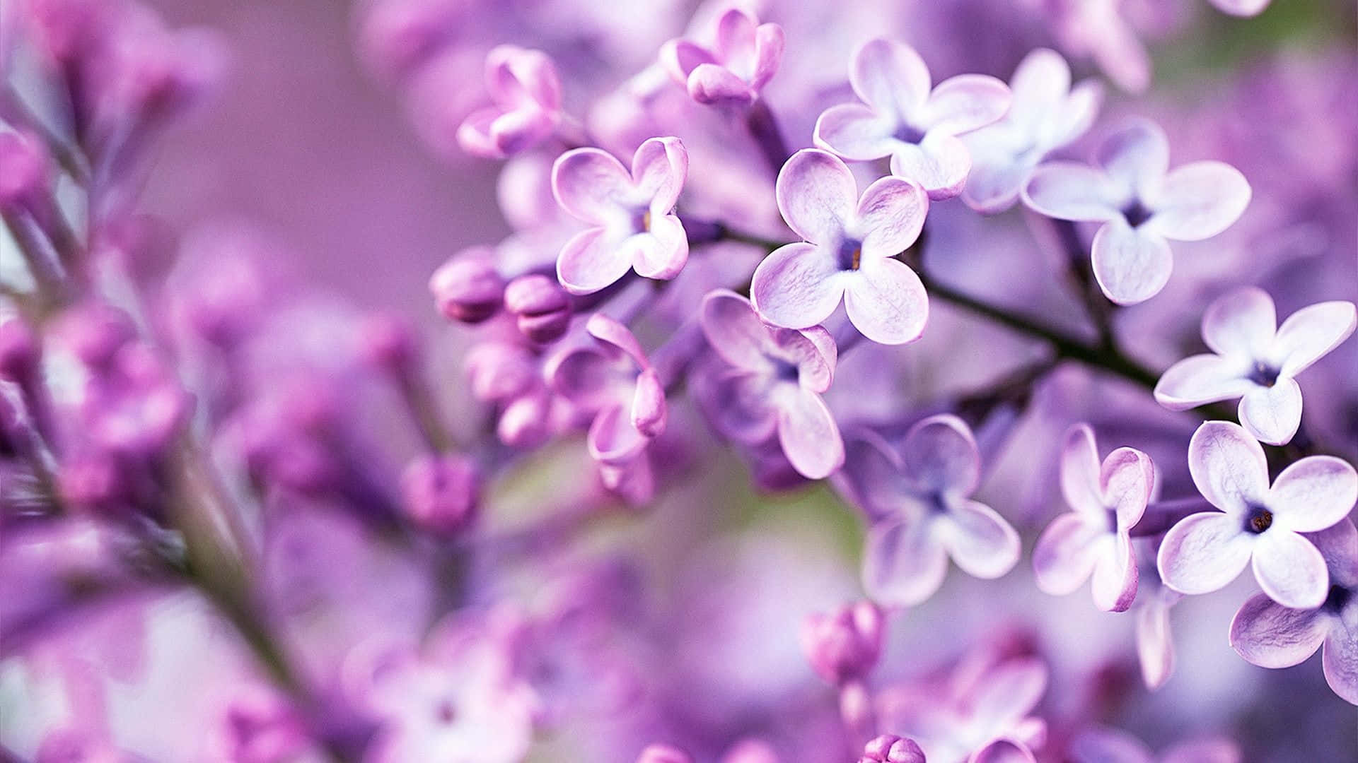 Pastellin violetti tausta Taustakuvat