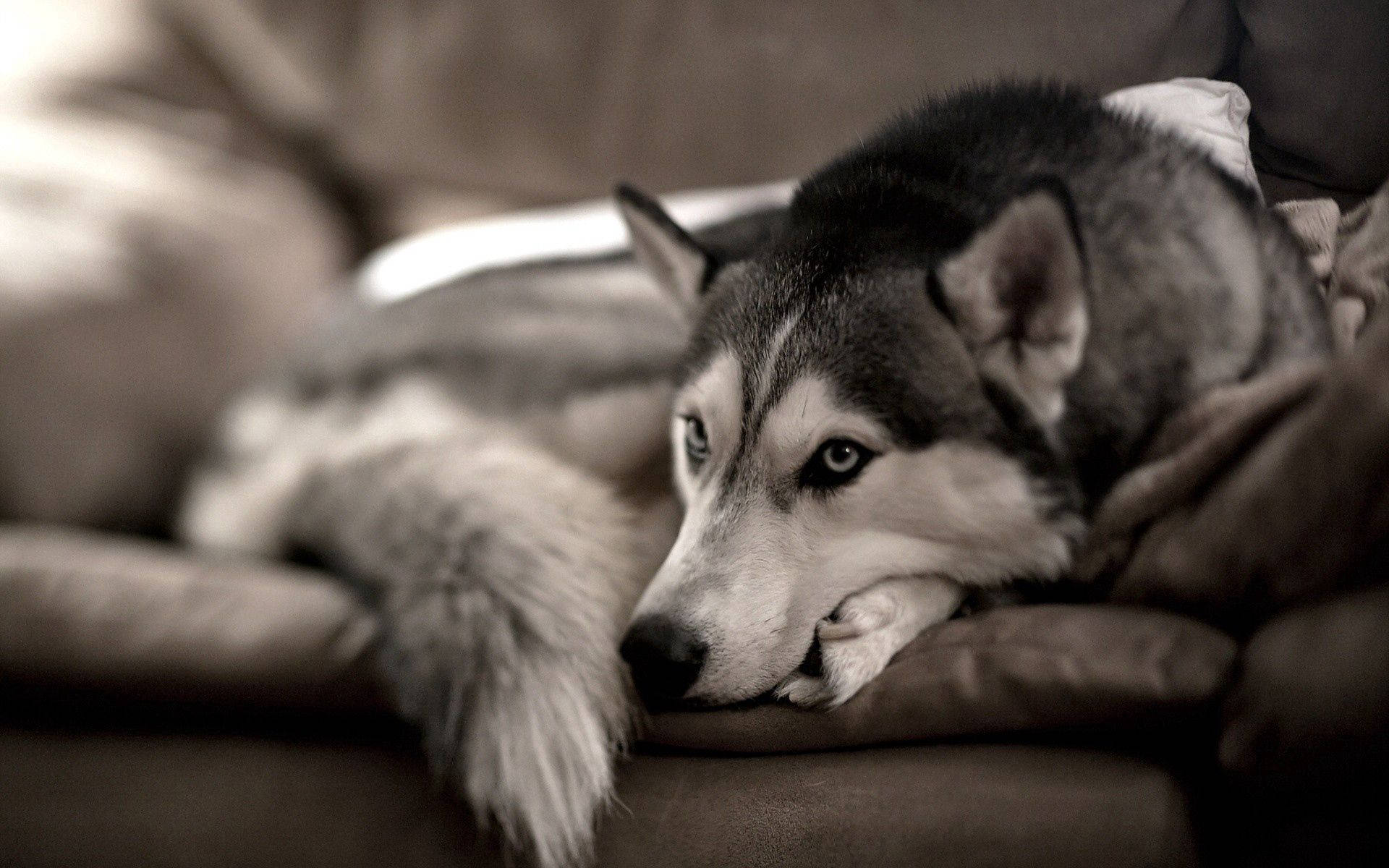 Pehmeä ja pörröinen husky rentoutuu mukavasti sohvalla Taustakuvat