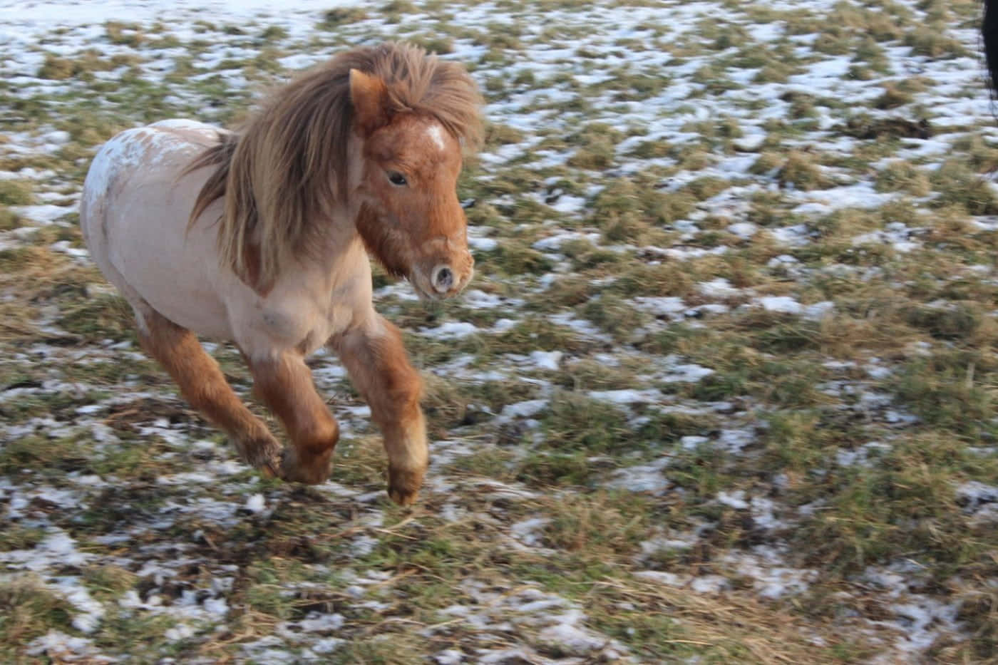 pieni poni juoksemassa lumessa Taustakuvat