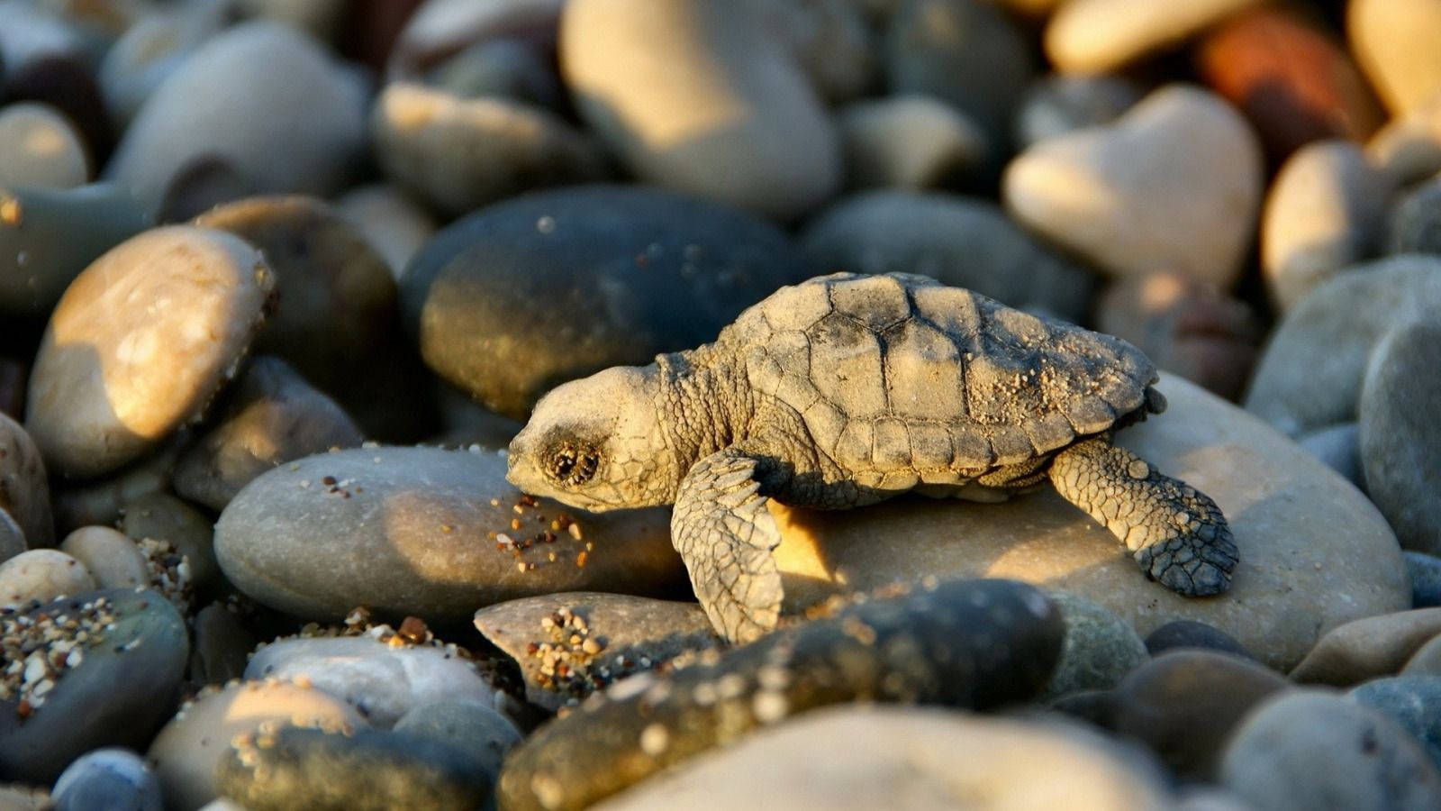 Pieni siisti kilpikonna kivikkoisella rannalla Taustakuvat