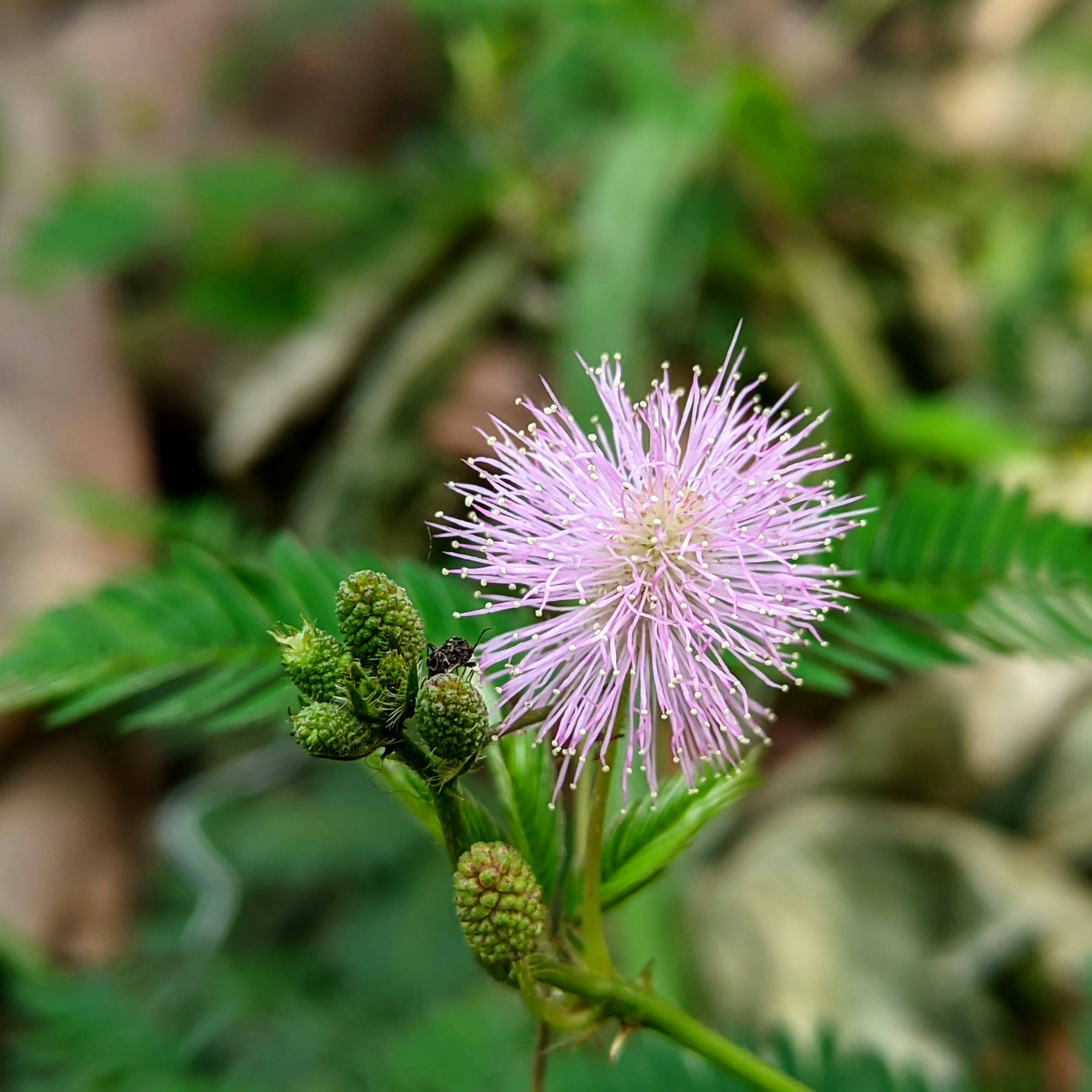 Pinkki mimoosankukka Taustakuvat