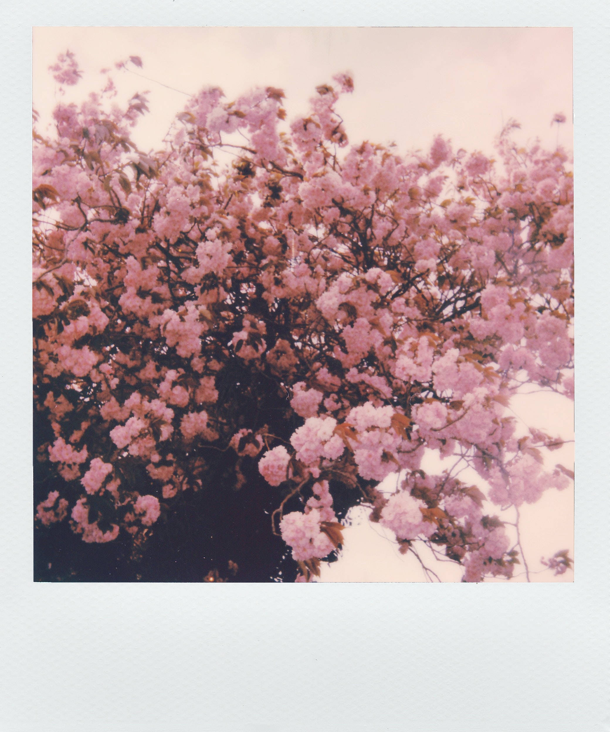 Pinkkien kukkien polaroid-kuva estetiikkaa Taustakuvat