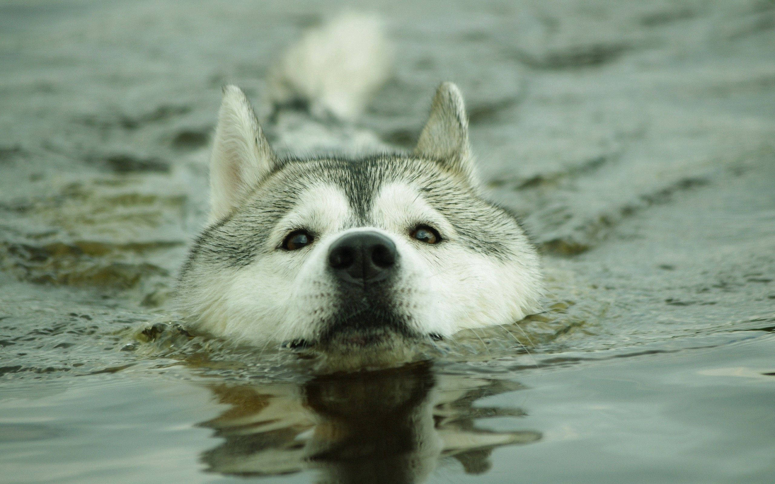 "Pistäydy uimaan – tämä husky nauttii elämästään täysillä" Taustakuvat