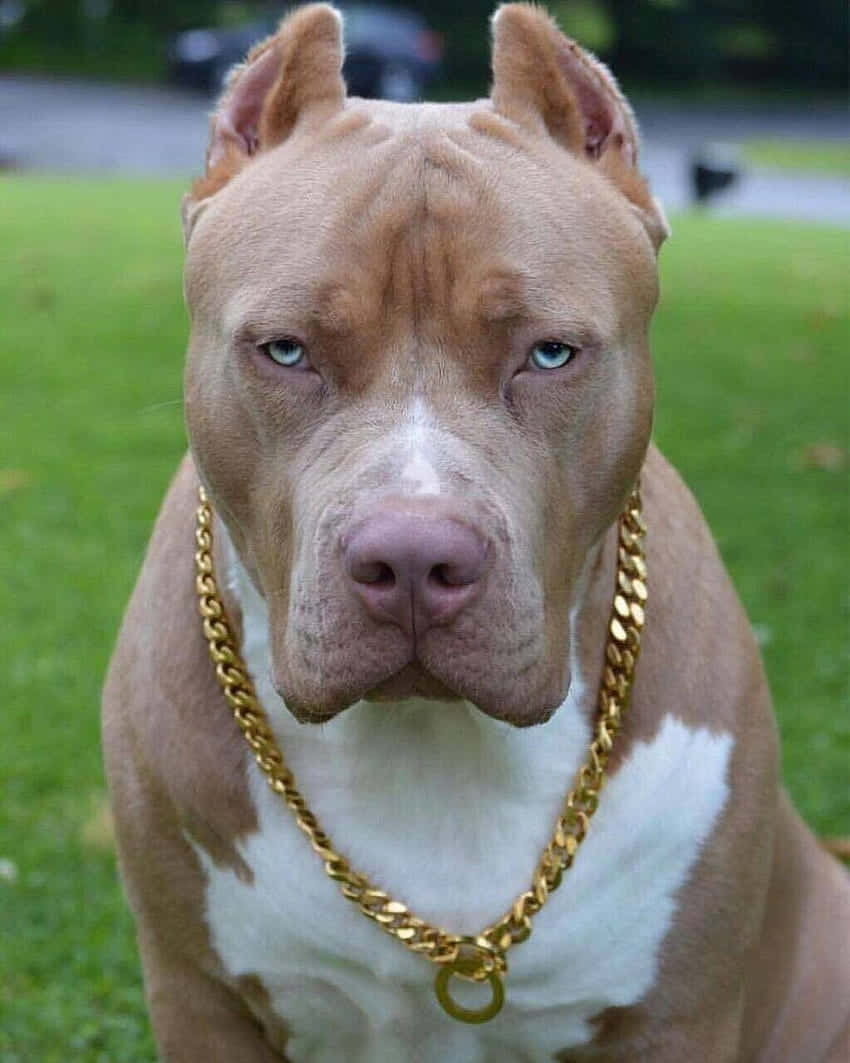Pitbull-koira kultaketjun kanssa Taustakuvat