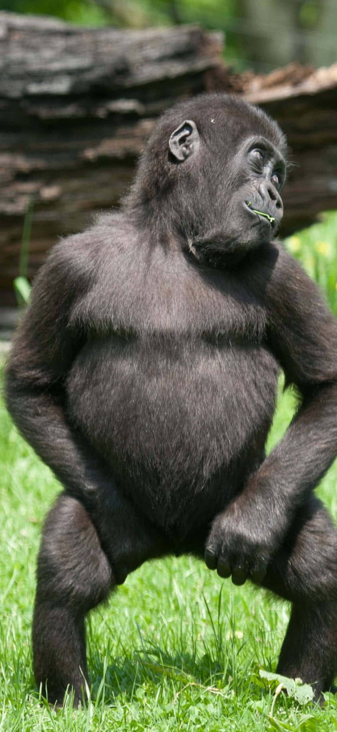 Pixel 3 tanssiva nuori gorillataustakuva Taustakuvat