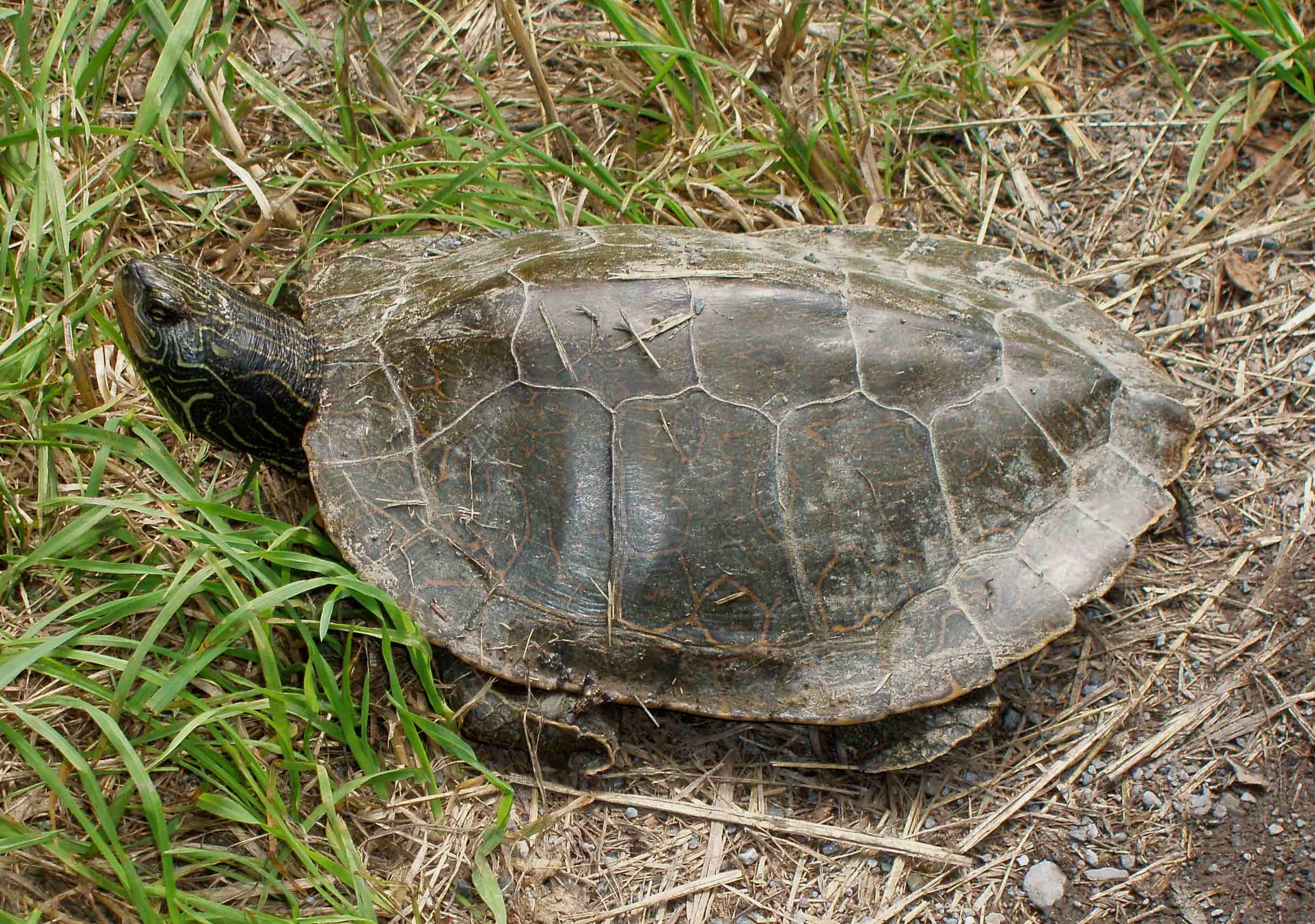 Pohjolan karttakilpikonna lepäämässä Taustakuvat