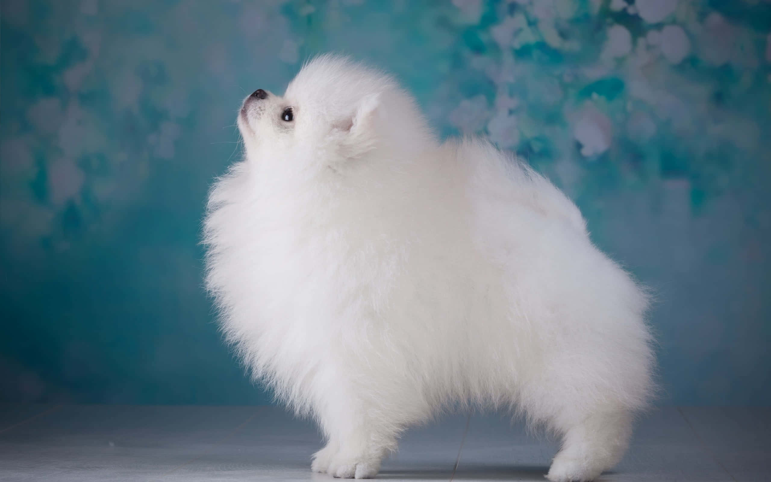 Pomeranian-koiran estetiikka Taustakuvat