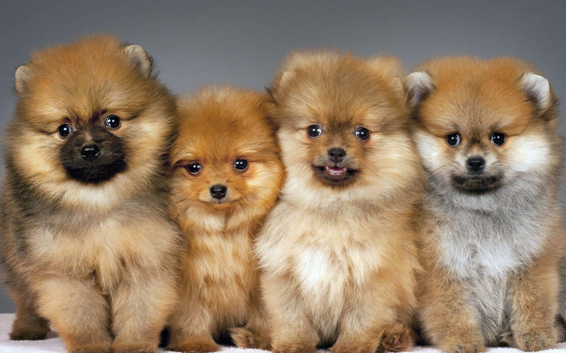 Pomeranian ruskealla turkilla Taustakuvat