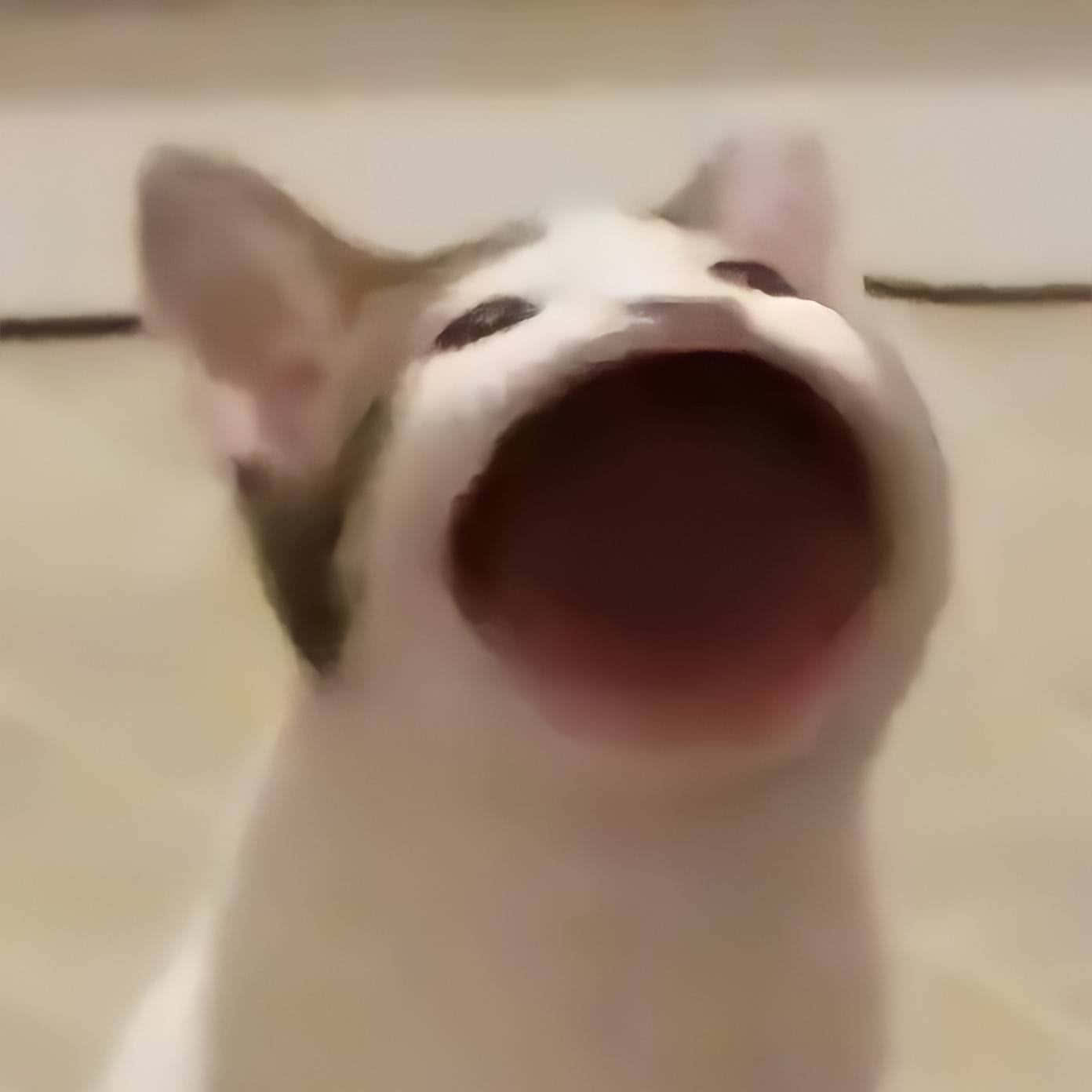 Popcat Meow Kirottu Kissa Kuva Taustakuvat