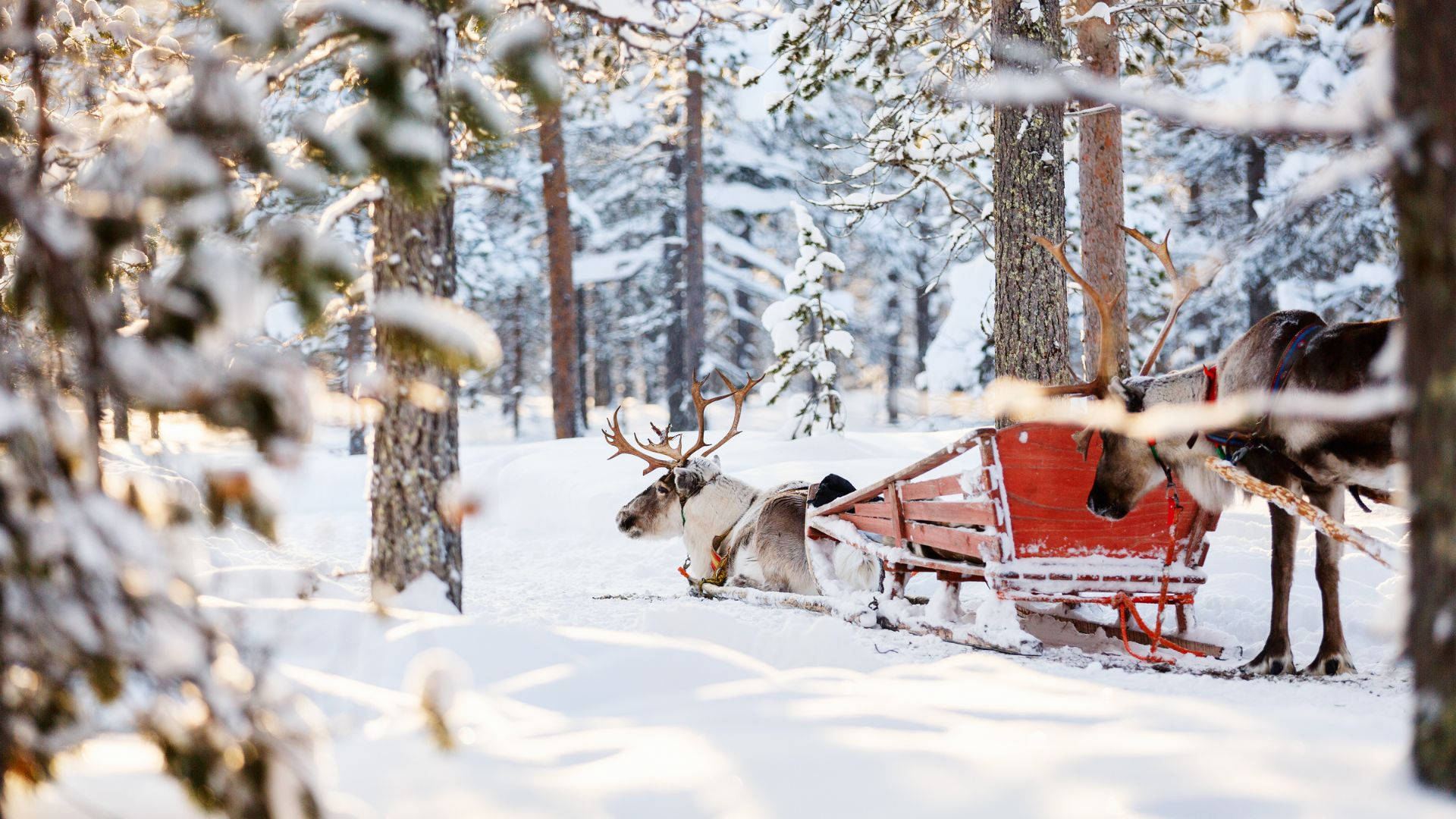Porot pulkkamäessä paksussa lumessa Taustakuvat