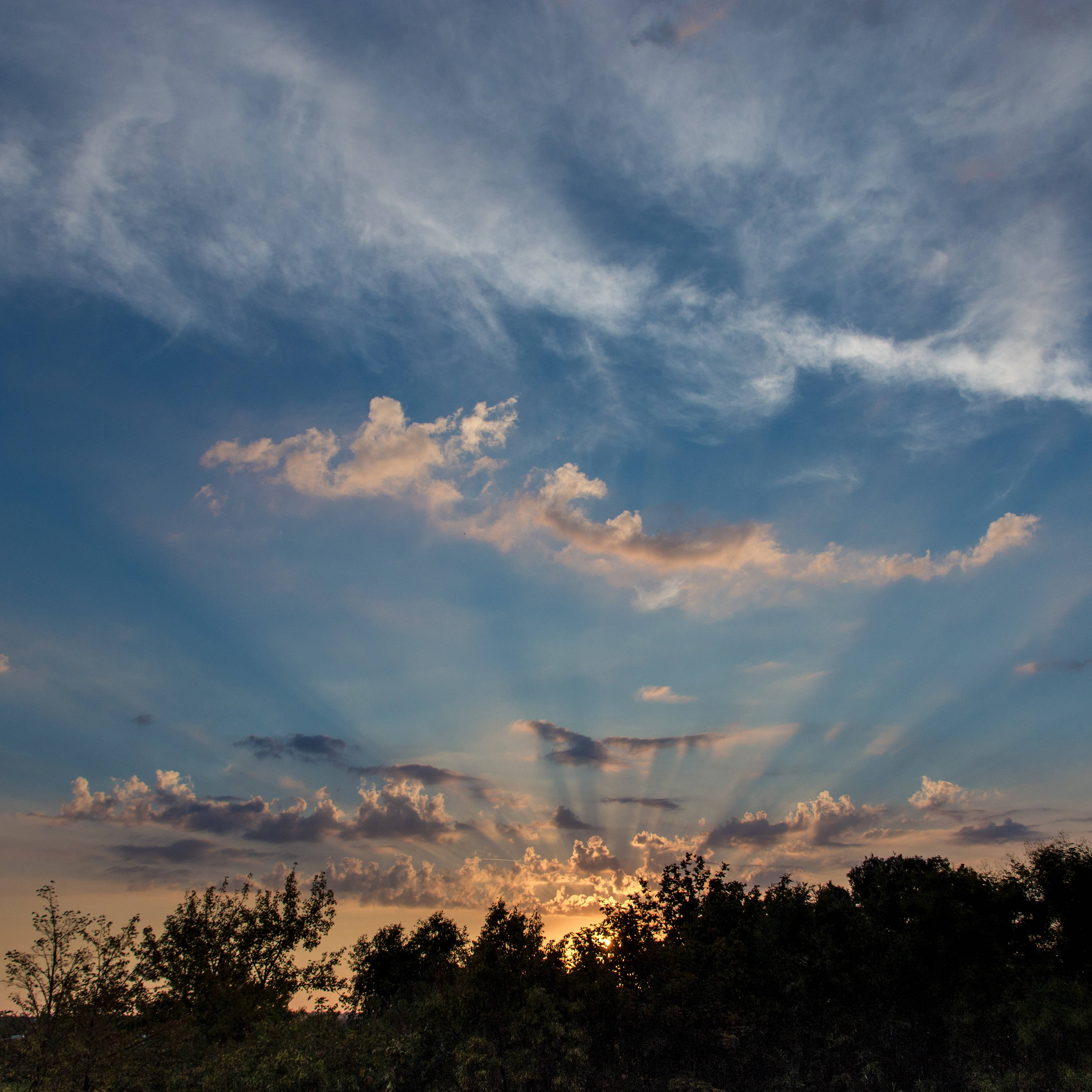 Puita siluetteina loistavaa auringonnousua vasten Taustakuvat