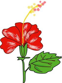 Punaisen hibiskuksen vektori-illustraatio