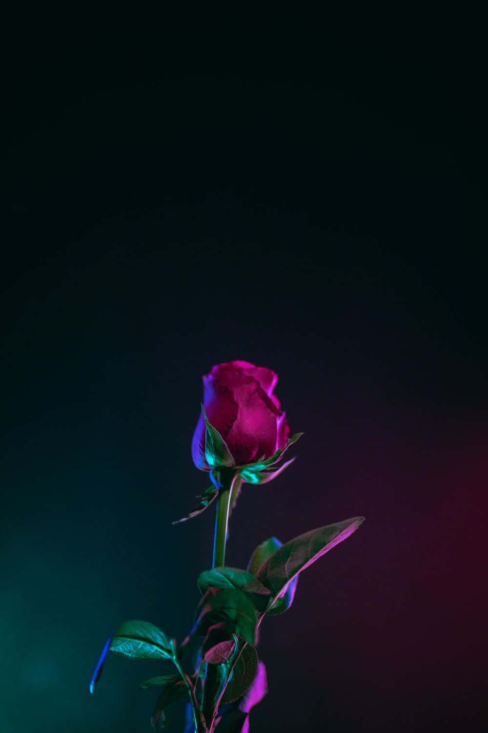 Punaisen ruusun nuppu iPhone XS OLED -taustakuva Taustakuvat