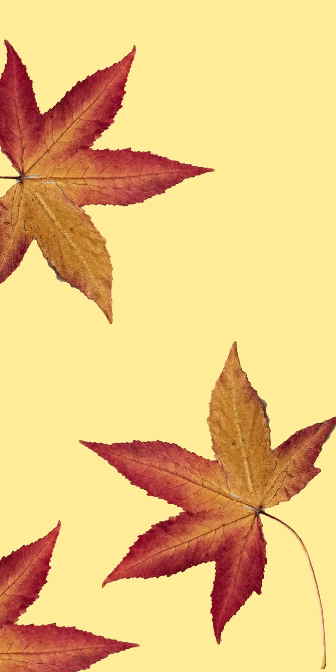 Punaiset vaahteranlehdet Android-syksytausta Taustakuvat